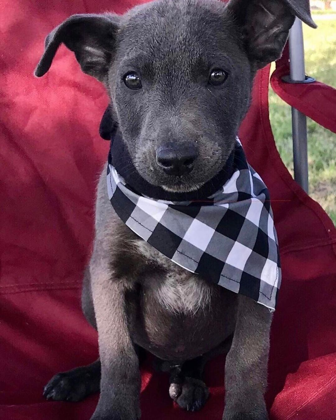 Get on Up!  This handsome pup is Asher.  He's a 3 month old heeler/lab/terrier mix who is looking for a forever home.  He wants to tell everyone it's time to get up off their chairs after a day of relaxation and head on down to PAWS.  We have open hours today 12-4. 
Asher is a handsome and social pup who enjoys play time, but also is up for a good snuggle.  He is right around 10 pounds now and will be a medium sized dog, probably 40-45 pounds.  He didn't have the brightest start, but is looking forward to a wonderful future.  Please like and share and help Asher and other PAWS' pups find the loving homes that they deserve!  To adopt, complete an application at www.pawsct.org.  <a target='_blank' href='https://www.instagram.com/explore/tags/getonup/'>#getonup</a> <a target='_blank' href='https://www.instagram.com/explore/tags/Asher/'>#Asher</a> <a target='_blank' href='https://www.instagram.com/explore/tags/mixedbreed/'>#mixedbreed</a> <a target='_blank' href='https://www.instagram.com/explore/tags/puppiesofpawsct/'>#puppiesofpawsct</a> <a target='_blank' href='https://www.instagram.com/explore/tags/rescueismyfavoritebreed/'>#rescueismyfavoritebreed</a> <a target='_blank' href='https://www.instagram.com/explore/tags/handsome/'>#handsome</a> <a target='_blank' href='https://www.instagram.com/explore/tags/playtime/'>#playtime</a> <a target='_blank' href='https://www.instagram.com/explore/tags/snuggletime/'>#snuggletime</a> <a target='_blank' href='https://www.instagram.com/explore/tags/lovinghome/'>#lovinghome</a>