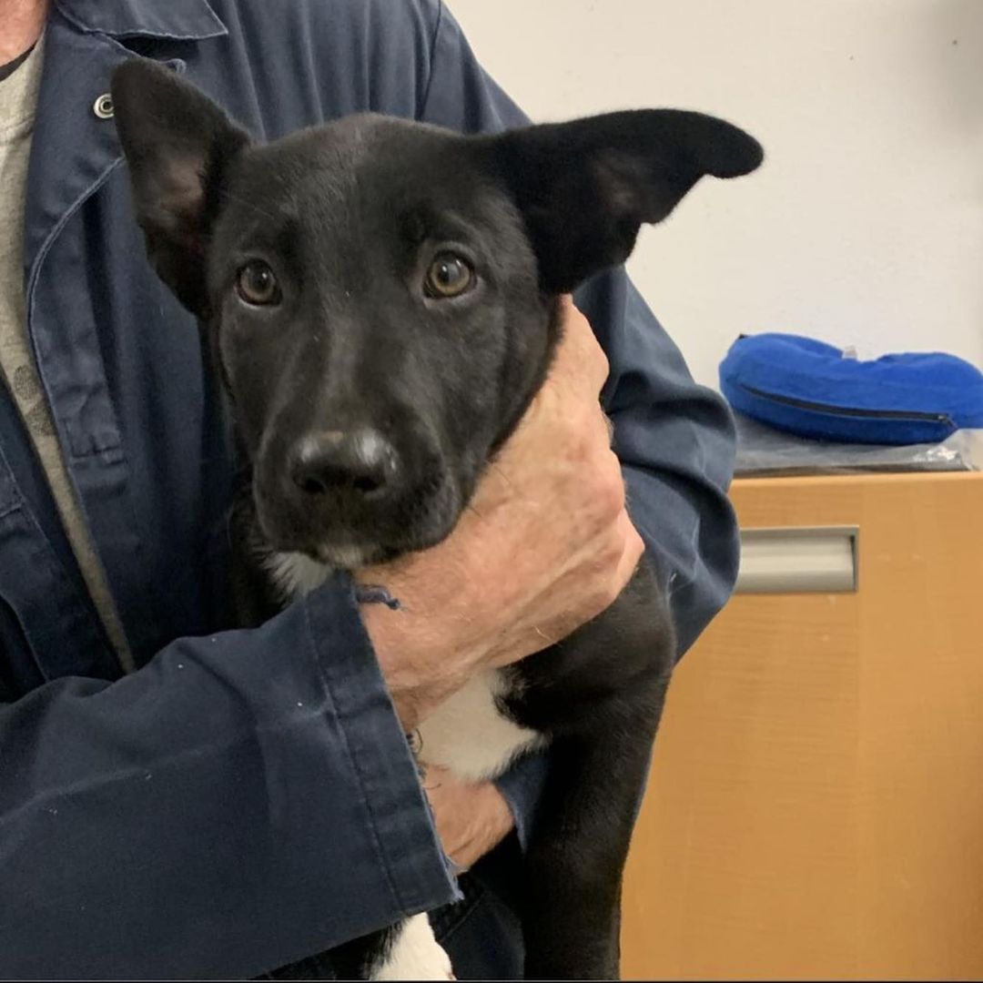 Who doesn’t love puppies?! 2 month old siblings Eloise and Marcus are waiting to meet you! We believe they are McNab/Shepherd mixes, and they are super friendly and playful!

<a target='_blank' href='https://www.instagram.com/explore/tags/puppies/'>#puppies</a> <a target='_blank' href='https://www.instagram.com/explore/tags/puppy/'>#puppy</a> <a target='_blank' href='https://www.instagram.com/explore/tags/mcnab/'>#mcnab</a> <a target='_blank' href='https://www.instagram.com/explore/tags/blackfriday/'>#blackfriday</a> <a target='_blank' href='https://www.instagram.com/explore/tags/cybermonday/'>#cybermonday</a> <a target='_blank' href='https://www.instagram.com/explore/tags/dog/'>#dog</a> <a target='_blank' href='https://www.instagram.com/explore/tags/dogs/'>#dogs</a> <a target='_blank' href='https://www.instagram.com/explore/tags/dogsofinstagram/'>#dogsofinstagram</a> <a target='_blank' href='https://www.instagram.com/explore/tags/shelterdogs/'>#shelterdogs</a>
<a target='_blank' href='https://www.instagram.com/explore/tags/mendocinocoasthumanesociety/'>#mendocinocoasthumanesociety</a> <a target='_blank' href='https://www.instagram.com/explore/tags/humanesociety/'>#humanesociety</a> <a target='_blank' href='https://www.instagram.com/explore/tags/rescue/'>#rescue</a> <a target='_blank' href='https://www.instagram.com/explore/tags/dogrescue/'>#dogrescue</a> <a target='_blank' href='https://www.instagram.com/explore/tags/rescuedismyfavoritebreed/'>#rescuedismyfavoritebreed</a> <a target='_blank' href='https://www.instagram.com/explore/tags/shelter/'>#shelter</a> <a target='_blank' href='https://www.instagram.com/explore/tags/adoptable/'>#adoptable</a> <a target='_blank' href='https://www.instagram.com/explore/tags/adopt/'>#adopt</a> <a target='_blank' href='https://www.instagram.com/explore/tags/adoptdontshop/'>#adoptdontshop</a> <a target='_blank' href='https://www.instagram.com/explore/tags/adoptme/'>#adoptme</a> <a target='_blank' href='https://www.instagram.com/explore/tags/cute/'>#cute</a> <a target='_blank' href='https://www.instagram.com/explore/tags/adorable/'>#adorable</a> <a target='_blank' href='https://www.instagram.com/explore/tags/mendocino/'>#mendocino</a> <a target='_blank' href='https://www.instagram.com/explore/tags/mendocinocoast/'>#mendocinocoast</a> <a target='_blank' href='https://www.instagram.com/explore/tags/fortbragg/'>#fortbragg</a> <a target='_blank' href='https://www.instagram.com/explore/tags/fortbraggca/'>#fortbraggca</a> <a target='_blank' href='https://www.instagram.com/explore/tags/humanesociety/'>#humanesociety</a> <a target='_blank' href='https://www.instagram.com/explore/tags/northcoast/'>#northcoast</a> <a target='_blank' href='https://www.instagram.com/explore/tags/northerncalifornia/'>#northerncalifornia</a>