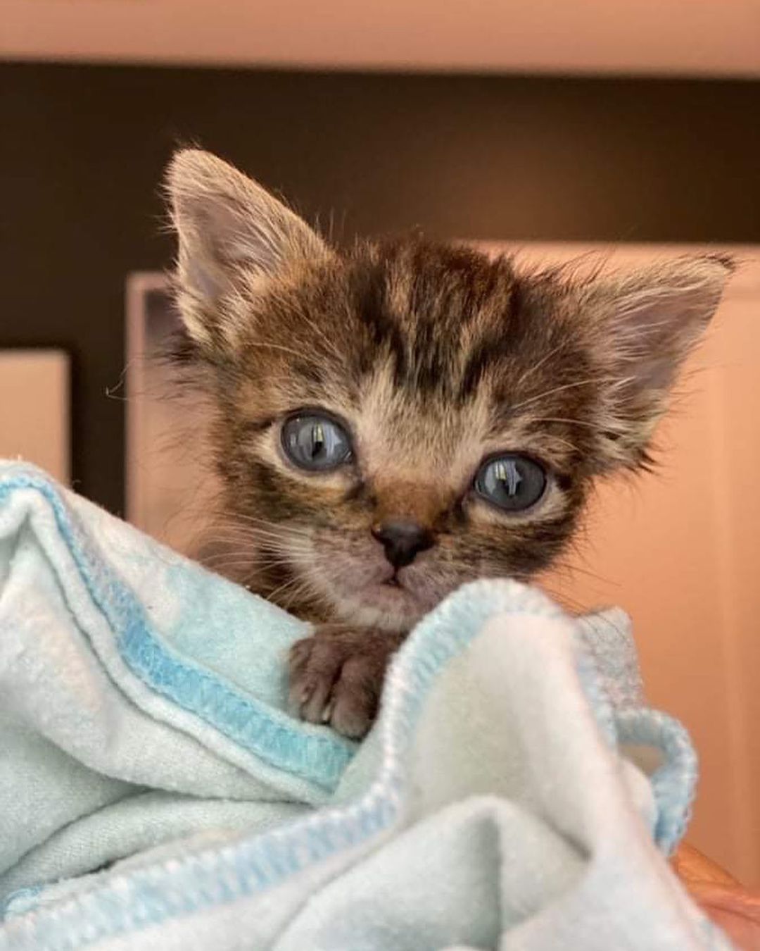 Triton (tabby) & Maya (black) have been with us since they were just a week old. They have been bottle fed and cared for around the clock by one of our dedicated volunteers. 🍼 They have finally started eating on their own and will be available for adoption in a few weeks. Stay tuned for more updates on these cuties ♥️ <a target='_blank' href='https://www.instagram.com/explore/tags/fosteringsaveslives/'>#fosteringsaveslives</a> <a target='_blank' href='https://www.instagram.com/explore/tags/tinybutmighty/'>#tinybutmighty</a>