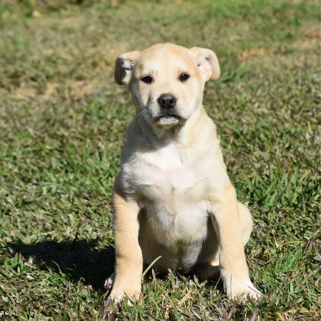 These two pups, Perry and Rex, are coming to Midcoast Humane with eight of their puppy friends, and we are looking for people to foster them! Our foster orientation process is all online and can be done from the comfort of your own home. Just visit our website to learn more about our program and begin the process! Link in bio.

<a target='_blank' href='https://www.instagram.com/explore/tags/fosterpuppies/'>#fosterpuppies</a> <a target='_blank' href='https://www.instagram.com/explore/tags/fosteringsaveslives/'>#fosteringsaveslives</a> <a target='_blank' href='https://www.instagram.com/explore/tags/transportpuppies/'>#transportpuppies</a> <a target='_blank' href='https://www.instagram.com/explore/tags/puppiesofinstagram/'>#puppiesofinstagram</a> <a target='_blank' href='https://www.instagram.com/explore/tags/puppies/'>#puppies</a>