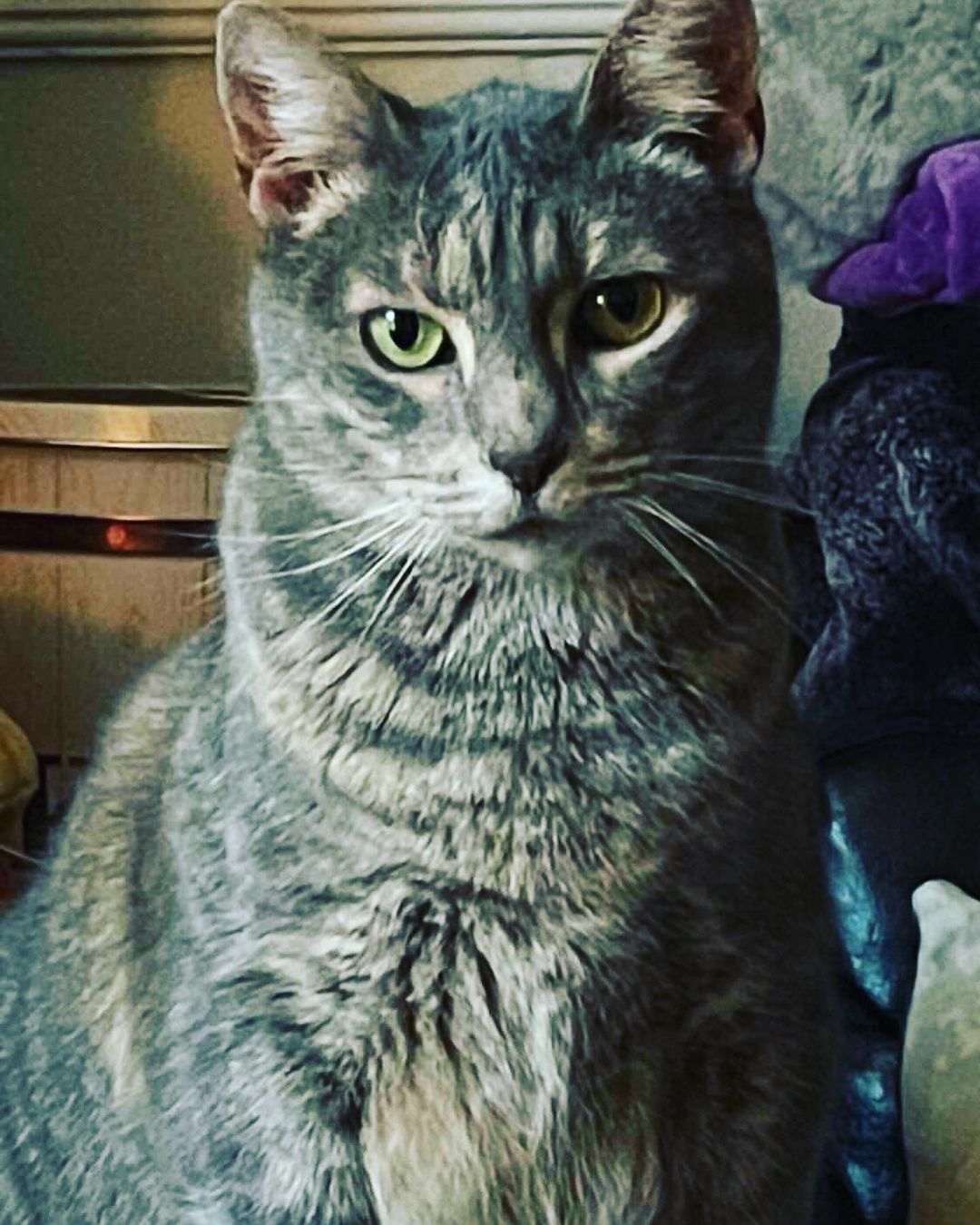 Here’s a special lady for you! Please scroll thru to the end to see if she’s right for your family. (Hint: Tina will need to be your only cat; prefurred household has no small children)😊

My name is Tina (FCID# 04/01/2021- 7) and I am a cuddlebug! While I might not be a lap cat, I adore pets and being as close to you as possible. I am quite the people cat and think foster mom and dad should pet me all the time! I am approximately 4 years old and FIV+. Don’t let that stop you from being my new family, as FIV+ cats live long happy lives just like any other cat! 💗
 
I really am not a fan of other cats and therefore, would be happiest as the sole recipient of your attention. I do take a while to settle into my environment - you know, checking out the lay of the land -  but once I do, I will follow you around, rub around your legs and chatter at you! Once I feel at home, I love to play right after breakfast, it is my “sassy” time of the day! I love nose nuzzles at bedtime, and love when you sit on the floor with me. Give me a chance at a forever home, and I will give you forever love! 
 
Tina's foster says, 