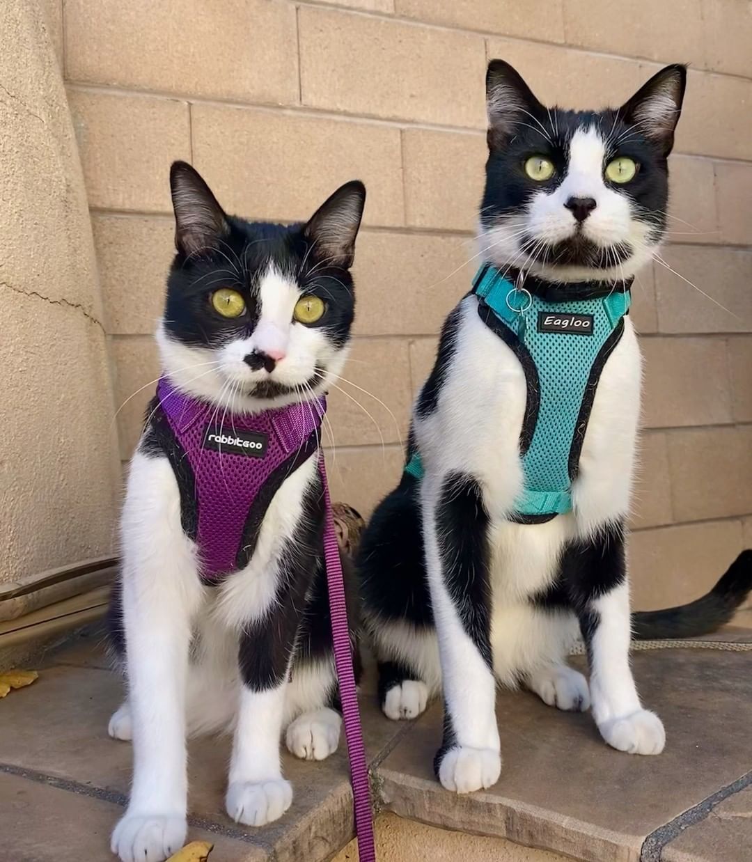Nike (in the blue vest) was adopted from NMAF two years ago.  His mom keeps us up-to-date on his life (which we love). Here he is with his buddy (they almost look like twins)! 

<a target='_blank' href='https://www.instagram.com/explore/tags/newmexicoanimalfriends/'>#newmexicoanimalfriends</a> <a target='_blank' href='https://www.instagram.com/explore/tags/adopt/'>#adopt</a> <a target='_blank' href='https://www.instagram.com/explore/tags/rescue/'>#rescue</a>