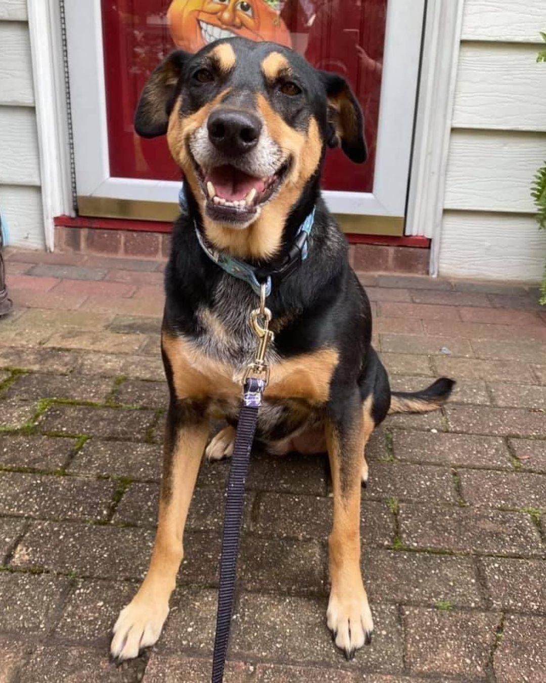 ✨Meet ROXY✨

Roxy is 99% perfect (and we want a perfect forever home for her!)
She is dog/cat friendly and the sweetest pupper ever! Look at that SMILE😍

Roxy is currently being fostered in East Meadow, NY. Think you might have the home she deserves? Contact us at reboundhounds@gmail.com!