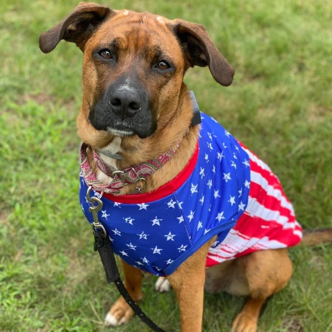 𝟭 𝗬𝗘𝗔𝗥 𝗔𝗚𝗢 ➡️ 𝗧𝗢𝗗𝗔𝗬
Skye and her sister were rescued from an overcrowded shelter with most likely a few days left to live. She arrived to NY malnourished, Heartworm positive, horrible scars down her back, and a shattered hip that we didn’t know about until her arrival. 

Fast forward to day - 1 year later - Skye is now spoiled and has put on a whopping 20 pounds. Skye had hip surgery to repair her shattered hip and received heartworm treatment - she has now test heartworm negative!! While she will always carry around the scars from her trauma, she is using them to help her mom’s students as a certified therapy dog!

Please support us this <a target='_blank' href='https://www.instagram.com/explore/tags/GivingTuesday/'>#GivingTuesday</a> so that we can continue saving dogs like Skye and giving them their happily ever after! Heartworm treatment can get VERY pricey… which is why so many heartworm positive dogs are left in high kill shelters. 

Donation can be sent:
🐾 via PayPal: https://www.paypal.me/
snarrnortheast
🐾 website: www.snarrnortheast.org/donate
🐾 Venmo @CB-snarrnortheast
🐾 Mail to : PO Box 307 White Plains NY 10602
🐾 Giving Grid: https://www.givinggrid.com/ouphtz/
🐾 Facebook Fundraiser: https://www.facebook.com/donate/881080309216115/

<a target='_blank' href='https://www.instagram.com/explore/tags/adoptdontshop/'>#adoptdontshop</a> <a target='_blank' href='https://www.instagram.com/explore/tags/rescue/'>#rescue</a> <a target='_blank' href='https://www.instagram.com/explore/tags/animallovers/'>#animallovers</a> <a target='_blank' href='https://www.instagram.com/explore/tags/dog/'>#dog</a> <a target='_blank' href='https://www.instagram.com/explore/tags/love/'>#love</a> <a target='_blank' href='https://www.instagram.com/explore/tags/dogrescue/'>#dogrescue</a> <a target='_blank' href='https://www.instagram.com/explore/tags/rescuedog/'>#rescuedog</a> <a target='_blank' href='https://www.instagram.com/explore/tags/adopt/'>#adopt</a> <a target='_blank' href='https://www.instagram.com/explore/tags/fosteringsaveslives/'>#fosteringsaveslives</a> <a target='_blank' href='https://www.instagram.com/explore/tags/doglover/'>#doglover</a> <a target='_blank' href='https://www.instagram.com/explore/tags/snarrnortheastrescue/'>#snarrnortheastrescue</a> <a target='_blank' href='https://www.instagram.com/explore/tags/givinghopetothehopeless/'>#givinghopetothehopeless</a> <a target='_blank' href='https://www.instagram.com/explore/tags/secondchances/'>#secondchances</a> <a target='_blank' href='https://www.instagram.com/explore/tags/donate/'>#donate</a> <a target='_blank' href='https://www.instagram.com/explore/tags/givingtuesday/'>#givingtuesday</a> <a target='_blank' href='https://www.instagram.com/explore/tags/therapydog/'>#therapydog</a> <a target='_blank' href='https://www.instagram.com/explore/tags/heartworm/'>#heartworm</a> <a target='_blank' href='https://www.instagram.com/explore/tags/boxer/'>#boxer</a>