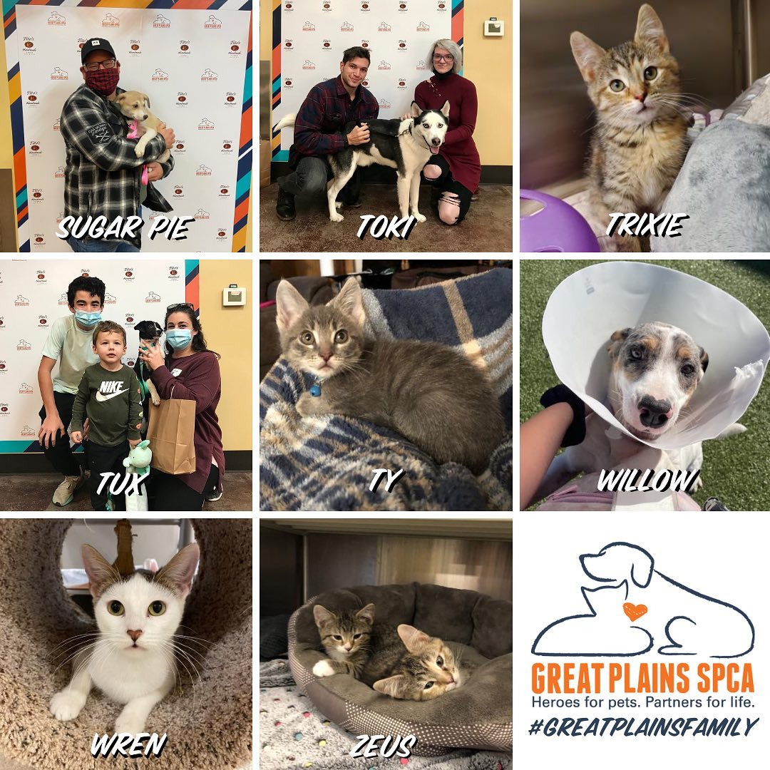 Homeward Bound 🎉🐾 45+ adoptions last week including long term dogs Confetti, Goldie & Pooh Bear! ❤️

<a target='_blank' href='https://www.instagram.com/explore/tags/adopted/'>#adopted</a> <a target='_blank' href='https://www.instagram.com/explore/tags/homewardbound/'>#homewardbound</a> <a target='_blank' href='https://www.instagram.com/explore/tags/shelterpets/'>#shelterpets</a> <a target='_blank' href='https://www.instagram.com/explore/tags/thankyou/'>#thankyou</a> <a target='_blank' href='https://www.instagram.com/explore/tags/adoptdontshop/'>#adoptdontshop</a> <a target='_blank' href='https://www.instagram.com/explore/tags/greatplainsfamily/'>#greatplainsfamily</a> <a target='_blank' href='https://www.instagram.com/explore/tags/greatplainsspca/'>#greatplainsspca</a>