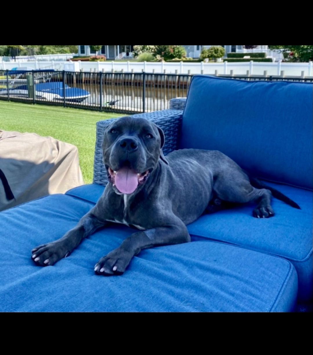 You may recognize this friendly face as Buddha, the stunning Cane Corso in need of life-saving gastrointestinal surgery this summer. When we found out this young 1-year-old boy needed this surgery, we knew the only answer was to do the surgery and worry about funds later. Well fast forward a few months later, Buddha (now Apollo) was adopted by an amazing family who loves him unconditionally. The loving bond Buddha has with his family is so beautiful to witness, it brings a tear to our eye that he could've missed out on it. Since his adoption in July, Buddha has been having a grand old time with his family taking extra long relaxing snoozes on the comfy couch and gaining 30LBS!!. Buddha's family has expressed so much gratitude for providing Buddha with his vital surgery - but really it's through the generous donations of our supporters that we are privileged to care for animals in need like Buddha and so many more. Continue to donate to animals just like Buddha through our ResQ Fund so we can keep making miracles happen! 

THE DONATION LINK IS UP IN OUR BIO 

https://ahs.givecloud.co/product/GivingTuesday/giving-tuesday

<a target='_blank' href='https://www.instagram.com/explore/tags/adoptdontshop/'>#adoptdontshop</a>  <a target='_blank' href='https://www.instagram.com/explore/tags/GivingTuesday/'>#GivingTuesday</a>  <a target='_blank' href='https://www.instagram.com/explore/tags/animalrescue/'>#animalrescue</a>
