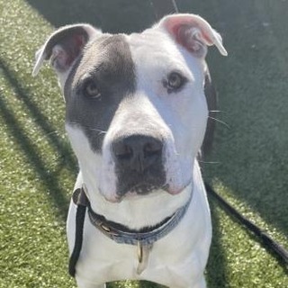 James is a sweet boy who will fall in love quickly as long has you have some treats and a squeaky ball! At 63lbs, this guy is all muscle and is ready to continue his body building career! He would make a great gym accountability buddy. Being a stray, James' last two years of life are a mystery. As you can imagine, seeing new people every day could get a little confusing and James wants nothing more than a family to call his own. He is hoping that everyone will be 8 and older and that there will be lots of long walks in his future. If he sounds like your match, ask to meet with him today!