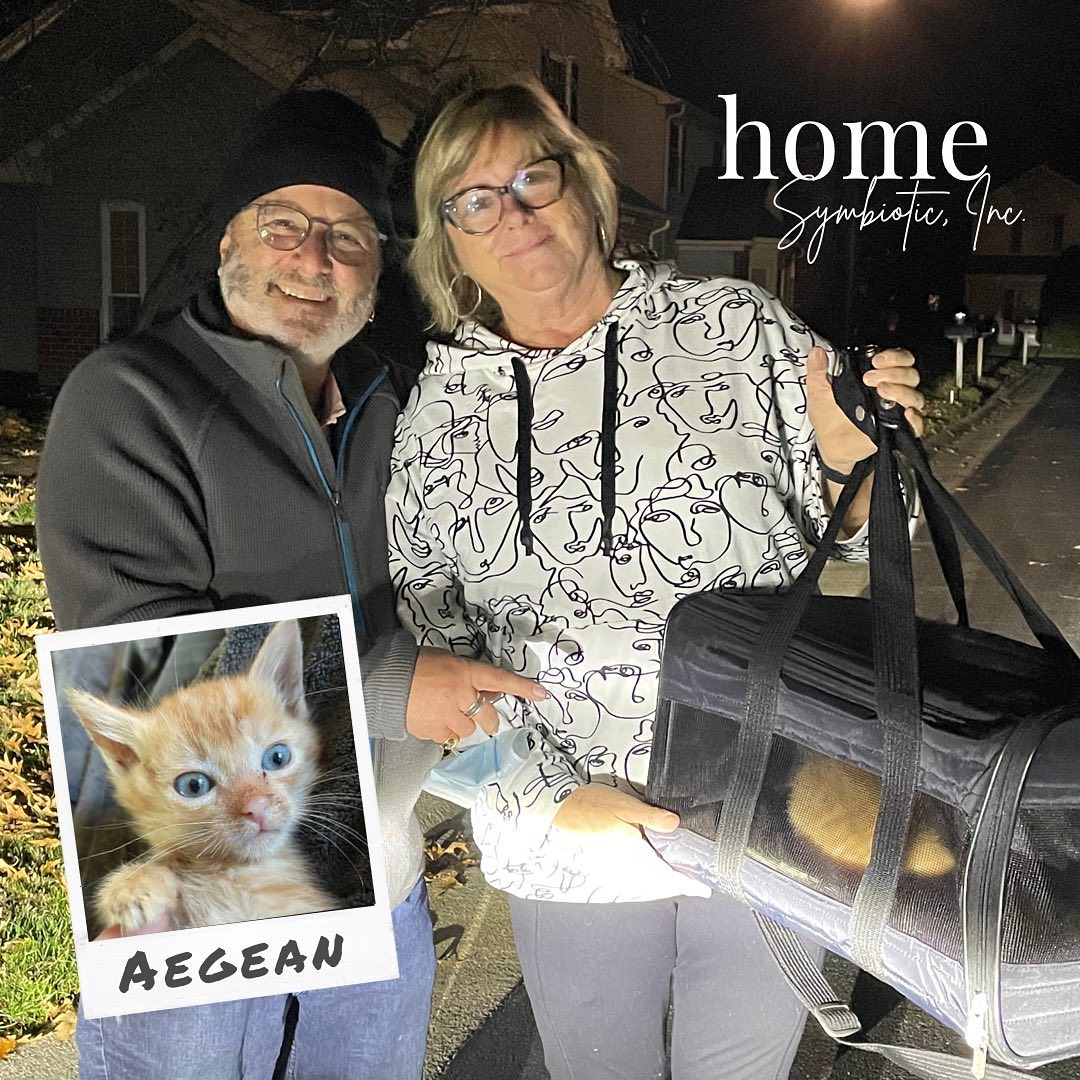 Aegean has left the building!! <a target='_blank' href='https://www.instagram.com/explore/tags/adopted/'>#adopted</a> 
🎉🥳🎉🥳🎉
.
He left on Friday and headed down to OBX with his brand new mommy and daddy, who already love him SO much!! 
.
When Brenda first reached out to us, she had very specific ideas about the kind of kitten they wanted to adopt. First and foremost, it should be CUDDLY. Beyond that, they wanted a boy kitten who would mesh well with their existing cat and, not a deal breaker, but their preference was for a fluffy kitten. 🐈 She and her husband met a few of our adoptable babies, but sparks did not fly until they met Aegean. ⚡️<a target='_blank' href='https://www.instagram.com/explore/tags/purrfect/'>#purrfect</a> 
.
These are the scenarios in which foster-based rescues like ours are the best choice for an adopter. Unlike a shelter environment, we have intimate knowledge of each animal in our foster care and can ‘match make’ the adopter with an animal who’s personality fits their criteria. We live for this stuff y’all!! <a target='_blank' href='https://www.instagram.com/explore/tags/gotheextramile/'>#gotheextramile</a> 
.
We couldn’t be happier for sweet, fluffy, cuddly Aegean and wish him many, many amazing years with his new family!! <a target='_blank' href='https://www.instagram.com/explore/tags/rescuedisthebestbreed/'>#rescuedisthebestbreed</a> 
.
.
<a target='_blank' href='https://www.instagram.com/explore/tags/symbioticsuffolk/'>#symbioticsuffolk</a> <a target='_blank' href='https://www.instagram.com/explore/tags/peacelovesloppykisses/'>#peacelovesloppykisses</a> <a target='_blank' href='https://www.instagram.com/explore/tags/fosteringsaveslives/'>#fosteringsaveslives</a>