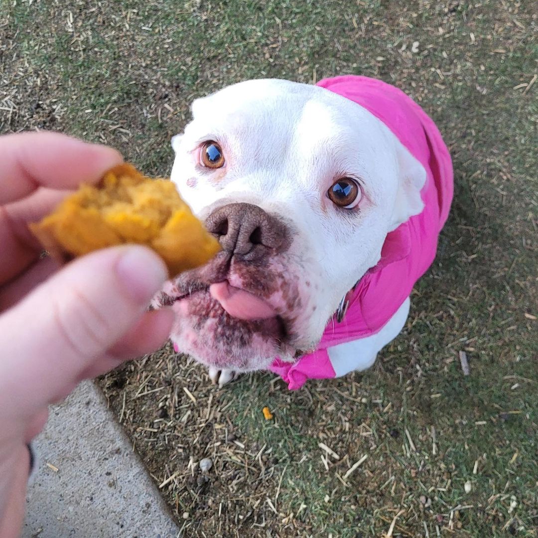 Anais made some delicious dog-friendly thanksgiving treats to share with our happy little rescues ♥️ 🧡 🤎