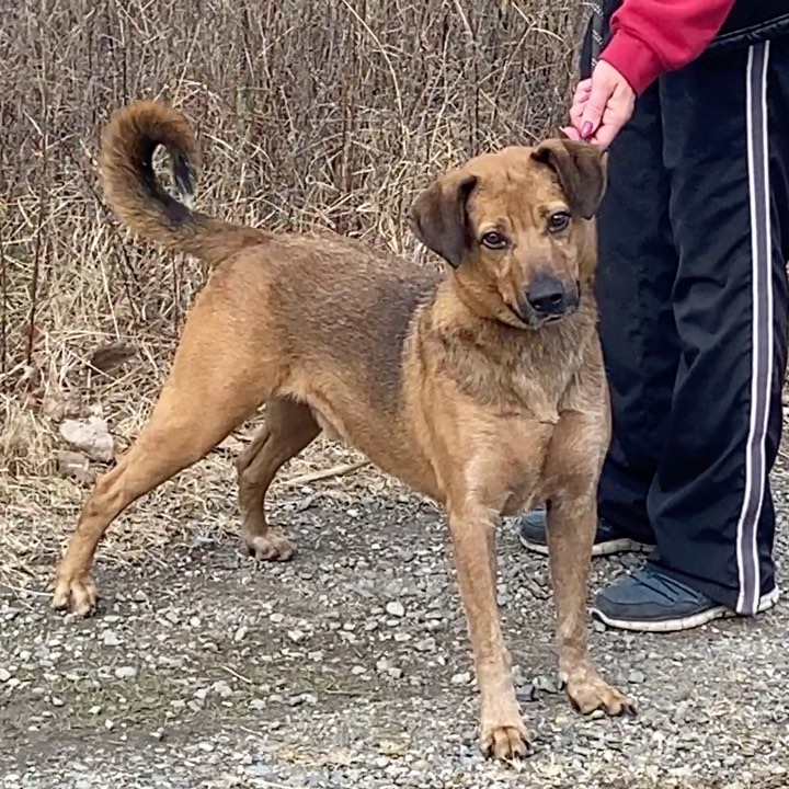 Would you like your very own teddy bear 🧸??? He’s one good looking guy!  Bear is about a year old so he’s fully grown and around 50 pounds. He’s a terrific Walker and appreciates his volunteers. You’ll be a happy camper with Bear by your side. 
If you are interested in fostering or adopting one of our many babies looking for a home, please fill out an application at ruffhouserescue.org/apply We can’t wait to hear from you!

Like/Share/Show Support 🙌🏻 <a target='_blank' href='https://www.instagram.com/explore/tags/ruffhouserescue/'>#ruffhouserescue</a> <a target='_blank' href='https://www.instagram.com/explore/tags/ruffhouserockstars/'>#ruffhouserockstars</a> <a target='_blank' href='https://www.instagram.com/explore/tags/ruffhousealumni/'>#ruffhousealumni</a> <a target='_blank' href='https://www.instagram.com/explore/tags/dogphotography/'>#dogphotography</a>  <a target='_blank' href='https://www.instagram.com/explore/tags/dogsofinstagram/'>#dogsofinstagram</a> <a target='_blank' href='https://www.instagram.com/explore/tags/puppiesofinstagram/'>#puppiesofinstagram</a> <a target='_blank' href='https://www.instagram.com/explore/tags/adoptdontshop/'>#adoptdontshop</a> <a target='_blank' href='https://www.instagram.com/explore/tags/getyourrescueon/'>#getyourrescueon</a> <a target='_blank' href='https://www.instagram.com/explore/tags/dogphotography/'>#dogphotography</a> <a target='_blank' href='https://www.instagram.com/explore/tags/puppylove/'>#puppylove</a> <a target='_blank' href='https://www.instagram.com/explore/tags/pupper/'>#pupper</a> <a target='_blank' href='https://www.instagram.com/explore/tags/puppylover/'>#puppylover</a>  <a target='_blank' href='https://www.instagram.com/explore/tags/dogsofinstaworld/'>#dogsofinstaworld</a> <a target='_blank' href='https://www.instagram.com/explore/tags/rescuedog/'>#rescuedog</a> <a target='_blank' href='https://www.instagram.com/explore/tags/rescuedogsofinstagram/'>#rescuedogsofinstagram</a> <a target='_blank' href='https://www.instagram.com/explore/tags/iheartdogs/'>#iheartdogs</a> <a target='_blank' href='https://www.instagram.com/explore/tags/doglife/'>#doglife</a> <a target='_blank' href='https://www.instagram.com/explore/tags/fosters/'>#fosters</a> <a target='_blank' href='https://www.instagram.com/explore/tags/puppygrammer/'>#puppygrammer</a> <a target='_blank' href='https://www.instagram.com/explore/tags/furbaby/'>#furbaby</a> <a target='_blank' href='https://www.instagram.com/explore/tags/weratedogs/'>#weratedogs</a> <a target='_blank' href='https://www.instagram.com/explore/tags/puppies/'>#puppies</a> <a target='_blank' href='https://www.instagram.com/explore/tags/happytails/'>#happytails</a> <a target='_blank' href='https://www.instagram.com/explore/tags/dogstagram/'>#dogstagram</a> <a target='_blank' href='https://www.instagram.com/explore/tags/iheartdogs/'>#iheartdogs</a> <a target='_blank' href='https://www.instagram.com/explore/tags/adoptdontshop/'>#adoptdontshop</a>🐾 <a target='_blank' href='https://www.instagram.com/explore/tags/fostertoadopt/'>#fostertoadopt</a> <a target='_blank' href='https://www.instagram.com/explore/tags/fosterdog/'>#fosterdog</a> <a target='_blank' href='https://www.instagram.com/explore/tags/rhrhappytails/'>#rhrhappytails</a> <a target='_blank' href='https://www.instagram.com/explore/tags/longislandrescuedogs/'>#longislandrescuedogs</a> <a target='_blank' href='https://www.instagram.com/explore/tags/muttsofinstagram/'>#muttsofinstagram</a>