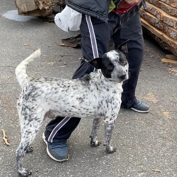 Do you think Blue looks she’s showing off her beautiful coat?  We think so!  She’s a stunner. But aren’t all American Blue Heelers?  Blue is about a year old so she’s fully grown. She loves her walks and volunteers and is looking for a home for the holidays! 
If you are interested in fostering or adopting one of our many babies looking for a home, please fill out an application at ruffhouserescue.org/apply We can’t wait to hear from you!

Like/Share/Show Support 🙌🏻 <a target='_blank' href='https://www.instagram.com/explore/tags/ruffhouserescue/'>#ruffhouserescue</a> <a target='_blank' href='https://www.instagram.com/explore/tags/ruffhouserockstars/'>#ruffhouserockstars</a> <a target='_blank' href='https://www.instagram.com/explore/tags/ruffhousealumni/'>#ruffhousealumni</a> <a target='_blank' href='https://www.instagram.com/explore/tags/dogphotography/'>#dogphotography</a>  <a target='_blank' href='https://www.instagram.com/explore/tags/dogsofinstagram/'>#dogsofinstagram</a> <a target='_blank' href='https://www.instagram.com/explore/tags/puppiesofinstagram/'>#puppiesofinstagram</a> <a target='_blank' href='https://www.instagram.com/explore/tags/adoptdontshop/'>#adoptdontshop</a> <a target='_blank' href='https://www.instagram.com/explore/tags/getyourrescueon/'>#getyourrescueon</a> <a target='_blank' href='https://www.instagram.com/explore/tags/dogphotography/'>#dogphotography</a> <a target='_blank' href='https://www.instagram.com/explore/tags/puppylove/'>#puppylove</a> <a target='_blank' href='https://www.instagram.com/explore/tags/pupper/'>#pupper</a> <a target='_blank' href='https://www.instagram.com/explore/tags/puppylover/'>#puppylover</a>  <a target='_blank' href='https://www.instagram.com/explore/tags/dogsofinstaworld/'>#dogsofinstaworld</a> <a target='_blank' href='https://www.instagram.com/explore/tags/rescuedog/'>#rescuedog</a> <a target='_blank' href='https://www.instagram.com/explore/tags/rescuedogsofinstagram/'>#rescuedogsofinstagram</a> <a target='_blank' href='https://www.instagram.com/explore/tags/iheartdogs/'>#iheartdogs</a> <a target='_blank' href='https://www.instagram.com/explore/tags/doglife/'>#doglife</a> <a target='_blank' href='https://www.instagram.com/explore/tags/fosters/'>#fosters</a> <a target='_blank' href='https://www.instagram.com/explore/tags/puppygrammer/'>#puppygrammer</a> <a target='_blank' href='https://www.instagram.com/explore/tags/furbaby/'>#furbaby</a> <a target='_blank' href='https://www.instagram.com/explore/tags/weratedogs/'>#weratedogs</a> <a target='_blank' href='https://www.instagram.com/explore/tags/puppies/'>#puppies</a> <a target='_blank' href='https://www.instagram.com/explore/tags/happytails/'>#happytails</a> <a target='_blank' href='https://www.instagram.com/explore/tags/dogstagram/'>#dogstagram</a> <a target='_blank' href='https://www.instagram.com/explore/tags/iheartdogs/'>#iheartdogs</a> <a target='_blank' href='https://www.instagram.com/explore/tags/adoptdontshop/'>#adoptdontshop</a>🐾 <a target='_blank' href='https://www.instagram.com/explore/tags/fostertoadopt/'>#fostertoadopt</a> <a target='_blank' href='https://www.instagram.com/explore/tags/fosterdog/'>#fosterdog</a> <a target='_blank' href='https://www.instagram.com/explore/tags/rhrhappytails/'>#rhrhappytails</a> <a target='_blank' href='https://www.instagram.com/explore/tags/longislandrescuedogs/'>#longislandrescuedogs</a> <a target='_blank' href='https://www.instagram.com/explore/tags/muttsofinstagram/'>#muttsofinstagram</a>