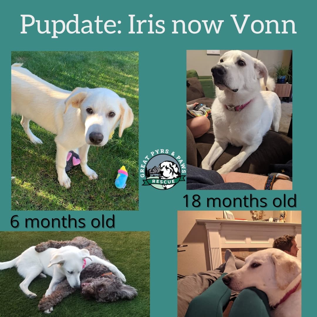 Saturday Sweetness with another Pupdate🐶 from a happy rescue pup🐶, Vonn and adopter, Melissa. 
These once abandoned dogs are in their loving forever homes🏡 because of our volunteers💜 and funds donated from people like you💙. These updates are also good reminders why <a target='_blank' href='https://www.instagram.com/explore/tags/givingtuesday/'>#givingtuesday</a> is so important.  Community support is vital to helping these dogs🐕🐕. So this Tuesday November 30th, please think about a donation to GPPR. We (and the Pyrs we serve) are forever grateful for your assistance❤and kindness💚! 

