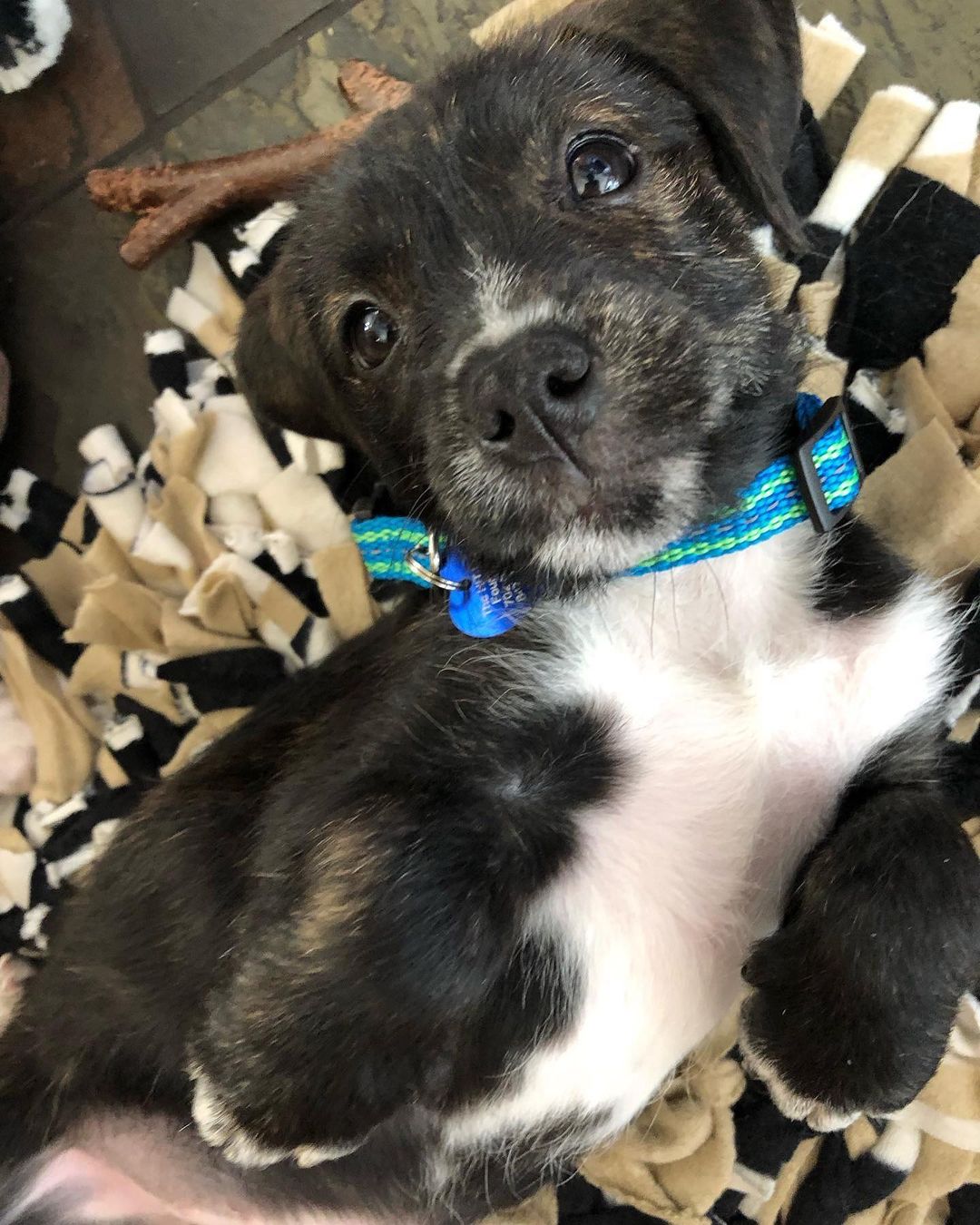 Hi, we are the some of the boys from the “Latin” litter. We are 10 week old pittie/poodle mixes ready for our forever homes! 💃🏻

Our mom is a grey pittie (around 40 lbs) and our dad is a poodle (see picture attached), so we think we'll be about 30 lbs full grown! We were part of an accidental litter and almost ended up in the shelter with our mom before a kind lady stepped in and welcomed us into her home. 

She and her family (including 3 kids and 4 other doggos!) raised us for the past ten weeks, but knew she could not handle us anymore and entrusted HIT Living to place us with the best families! We are now split up in a few different foster homes while we wait for our new homes. We are all healthy, playful pups who love to play just as much as we love to cuddle with our people. 

HIT Living is looking for individuals or families who are willing to put in the time and effort to raise a puppy and who are ready to commit to loving us FOR LIFE! ✨

There’s 6 boys and 3 girls total. The puppies featured in this post are:

- Bad Bunny (white/tan, short hair)
- Daddy Yankee (brindle, long hair/scruffy)
- Enrique (black white/scruffy)

Apply to adopt them at hitlivingfoundation.org 💛

<a target='_blank' href='https://www.instagram.com/explore/tags/hitliving/'>#hitliving</a> <a target='_blank' href='https://www.instagram.com/explore/tags/foundlove/'>#foundlove</a> <a target='_blank' href='https://www.instagram.com/explore/tags/pitpuppies/'>#pitpuppies</a> <a target='_blank' href='https://www.instagram.com/explore/tags/poodlemix/'>#poodlemix</a> <a target='_blank' href='https://www.instagram.com/explore/tags/pittiemix/'>#pittiemix</a> <a target='_blank' href='https://www.instagram.com/explore/tags/adoptme/'>#adoptme</a> <a target='_blank' href='https://www.instagram.com/explore/tags/losangeles/'>#losangeles</a> <a target='_blank' href='https://www.instagram.com/explore/tags/sfv/'>#sfv</a> <a target='_blank' href='https://www.instagram.com/explore/tags/socal/'>#socal</a> <a target='_blank' href='https://www.instagram.com/explore/tags/puppiesofinsta/'>#puppiesofinsta</a> <a target='_blank' href='https://www.instagram.com/explore/tags/puppiesoftheday/'>#puppiesoftheday</a>