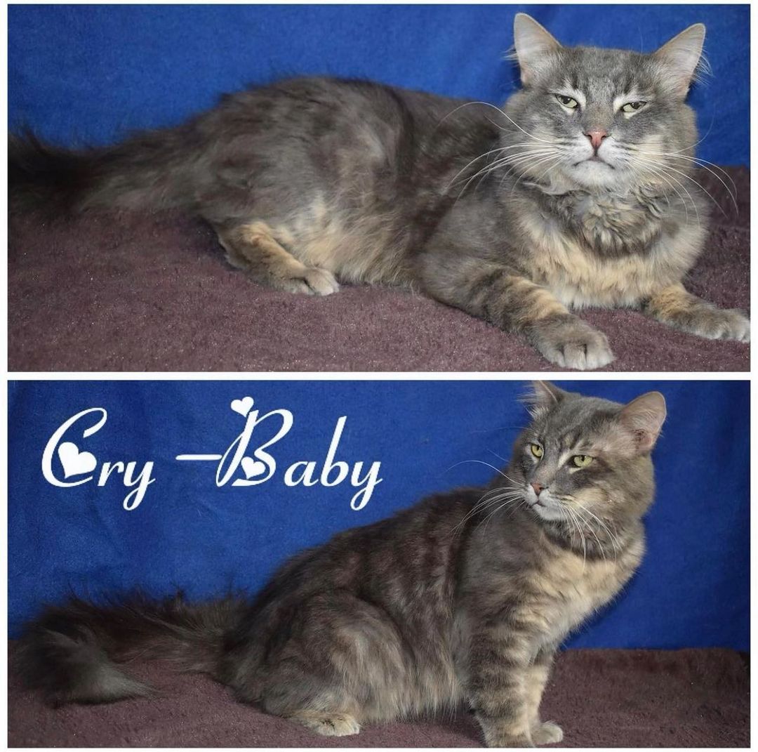 🐾 PET OF THE WEEK 🐾

NAME: Cry Baby
ID#: C20-0039
AGE: 8 years
SEX: Male, neutered 
BREED: Domestic medium-hair
COLOR: Grey/white tabby
WEIGHT: 10 pounds
FeLV/FIV/HW: Negative

Cry Baby came into our care from Brawley Animal Control back in August of 2017. Our Kitty-Cat Care Techs say that Cry Baby is a very sweet and affectionate old kitty. He is very vocal (which is how he got his name) when he wants attention or some extra food. He is very easy-going cat, and he does well with other cats and small dogs. Cry Baby loves his bed, but his favorite place to be is in someone arms, being held like a baby and having his belly rubbed. As with most of the animals in our care, we will never know why no one went looking for Cry Baby when he got lost. What we do know is that he would make the purrfect addition to any feline family looking for extra purrs and sandpaper kisses in their life.

If you would like to set up an appointment for a meet and greet with Cry Baby, please call the shelter during our business hours or email us at ivhumanesociety@gmail.com. Meet and greets are by appointment only. Cry Baby’s adoption fee is $30 for our Adopt a Senior Pet Month adoption special. 
 
Adoption benefits include:
- Up-to-date on vaccinations
- FeLV, FIV & Heartworm tested
- Spay/Neuter
- Microchipping
- One FREE wellness check with local veterinarian.
 
1575 W. Pico Ave.
El Centro, CA 92243
760-352-1911
ivhumanesociety@gmail.com
www.imperialcountyhumane.org

Business Hours:
Tuesday – Friday: 2:00 pm – 6:00 pm
Saturday: 11:00 am – 3:00 pm
Sunday & Monday: CLOSED
*Closed all major holidays*