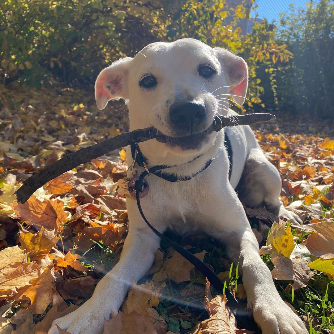 Sundays are for the pups! What a perfect fall day to do what we love; play, eat treats, snap some pictures and wait for our <a target='_blank' href='https://www.instagram.com/explore/tags/fureverfamily/'>#fureverfamily</a>! We currently have dogs from a few months old to senior age looking for homes. So many good dogs just waiting to meet you! Pictured is Lilo, Saffron, Solo, Stitch, Pretzel, Philly, Elle, Clifton, Zero, Enzo
🐾
How did you spend your Sunday? Which dog is your favorite? Comment below! Apply now or to learn about these cuties follow the link in our bio! 
:
:
:
<a target='_blank' href='https://www.instagram.com/explore/tags/dogs/'>#dogs</a> <a target='_blank' href='https://www.instagram.com/explore/tags/dogsofinstagram/'>#dogsofinstagram</a> <a target='_blank' href='https://www.instagram.com/explore/tags/dog/'>#dog</a> <a target='_blank' href='https://www.instagram.com/explore/tags/adopt/'>#adopt</a> <a target='_blank' href='https://www.instagram.com/explore/tags/adoptme/'>#adoptme</a> <a target='_blank' href='https://www.instagram.com/explore/tags/rescued/'>#rescued</a> <a target='_blank' href='https://www.instagram.com/explore/tags/labmix/'>#labmix</a> <a target='_blank' href='https://www.instagram.com/explore/tags/labrador/'>#labrador</a> <a target='_blank' href='https://www.instagram.com/explore/tags/boxer/'>#boxer</a> <a target='_blank' href='https://www.instagram.com/explore/tags/terrier/'>#terrier</a> <a target='_blank' href='https://www.instagram.com/explore/tags/labradorretriever/'>#labradorretriever</a> <a target='_blank' href='https://www.instagram.com/explore/tags/shibainu/'>#shibainu</a> <a target='_blank' href='https://www.instagram.com/explore/tags/pitbull/'>#pitbull</a> <a target='_blank' href='https://www.instagram.com/explore/tags/amstaff/'>#amstaff</a> <a target='_blank' href='https://www.instagram.com/explore/tags/staffy/'>#staffy</a> <a target='_blank' href='https://www.instagram.com/explore/tags/bully/'>#bully</a> <a target='_blank' href='https://www.instagram.com/explore/tags/mutt/'>#mutt</a> <a target='_blank' href='https://www.instagram.com/explore/tags/mix/'>#mix</a> <a target='_blank' href='https://www.instagram.com/explore/tags/pointer/'>#pointer</a> <a target='_blank' href='https://www.instagram.com/explore/tags/hound/'>#hound</a> <a target='_blank' href='https://www.instagram.com/explore/tags/doggo/'>#doggo</a> <a target='_blank' href='https://www.instagram.com/explore/tags/terrier/'>#terrier</a> <a target='_blank' href='https://www.instagram.com/explore/tags/puppy/'>#puppy</a> <a target='_blank' href='https://www.instagram.com/explore/tags/puppiesofinstagram/'>#puppiesofinstagram</a> <a target='_blank' href='https://www.instagram.com/explore/tags/puppylove/'>#puppylove</a> <a target='_blank' href='https://www.instagram.com/explore/tags/doglove/'>#doglove</a> <a target='_blank' href='https://www.instagram.com/explore/tags/goodvibes/'>#goodvibes</a> <a target='_blank' href='https://www.instagram.com/explore/tags/sundayfunday/'>#sundayfunday</a> <a target='_blank' href='https://www.instagram.com/explore/tags/sunday/'>#sunday</a><a target='_blank' href='https://www.instagram.com/explore/tags/canecorso/'>#canecorso</a>