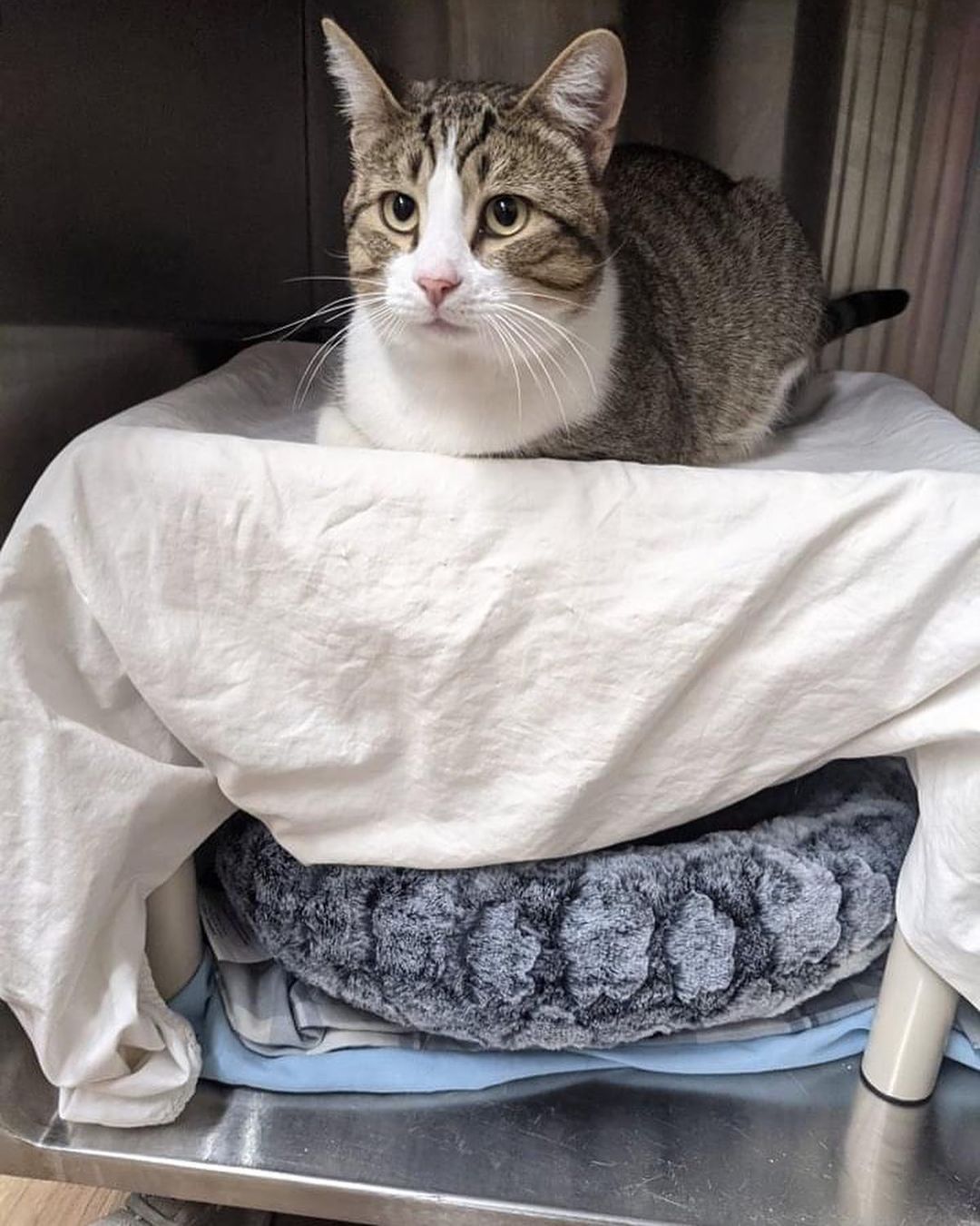 The cats are LOVING their new Kuranda beds! 

The tower is perfect for the cat room as it gives options for multiple cats to try it out, and it's vertical design doesn't take up lots of floor space. Joey was eager to test it out!

Huff is resting on his single cat bed, and we have made a hiding spot for him underneath should he need some quiet time. 

We are so humbled and happy that our supporters have made this possible for the cats that call the shelter home, for now and in the future! 

Kuranda ShelterBeds are durable, easy to clean and most importantly, provide comfort to the cats that don't have a home. 

To learn more about donating a @kuranda_shelterbeds check out shelterbeds.org

<a target='_blank' href='https://www.instagram.com/explore/tags/shelter/'>#shelter</a> <a target='_blank' href='https://www.instagram.com/explore/tags/sheltercats/'>#sheltercats</a> <a target='_blank' href='https://www.instagram.com/explore/tags/humanesociety/'>#humanesociety</a> <a target='_blank' href='https://www.instagram.com/explore/tags/donation/'>#donation</a> <a target='_blank' href='https://www.instagram.com/explore/tags/catsofinstagram/'>#catsofinstagram</a> <a target='_blank' href='https://www.instagram.com/explore/tags/adopt/'>#adopt</a> <a target='_blank' href='https://www.instagram.com/explore/tags/cat/'>#cat</a> <a target='_blank' href='https://www.instagram.com/explore/tags/rescue/'>#rescue</a> <a target='_blank' href='https://www.instagram.com/explore/tags/northumberlandcountyontario/'>#northumberlandcountyontario</a> <a target='_blank' href='https://www.instagram.com/explore/tags/porthopeontario/'>#porthopeontario</a>