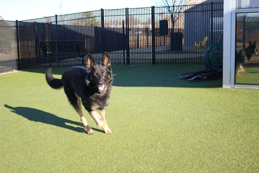 Onyx 😍
This beautiful girl is ready for her forever home. Onyx is very friendly, loves to play, and is housetrained! 

Give us a call at (316) 524-9196 to place a hold on Onyx.
Visit our website www.kshumane.org to learn more about Onyx.
<a target='_blank' href='https://www.instagram.com/explore/tags/AdoptICT/'>#AdoptICT</a>