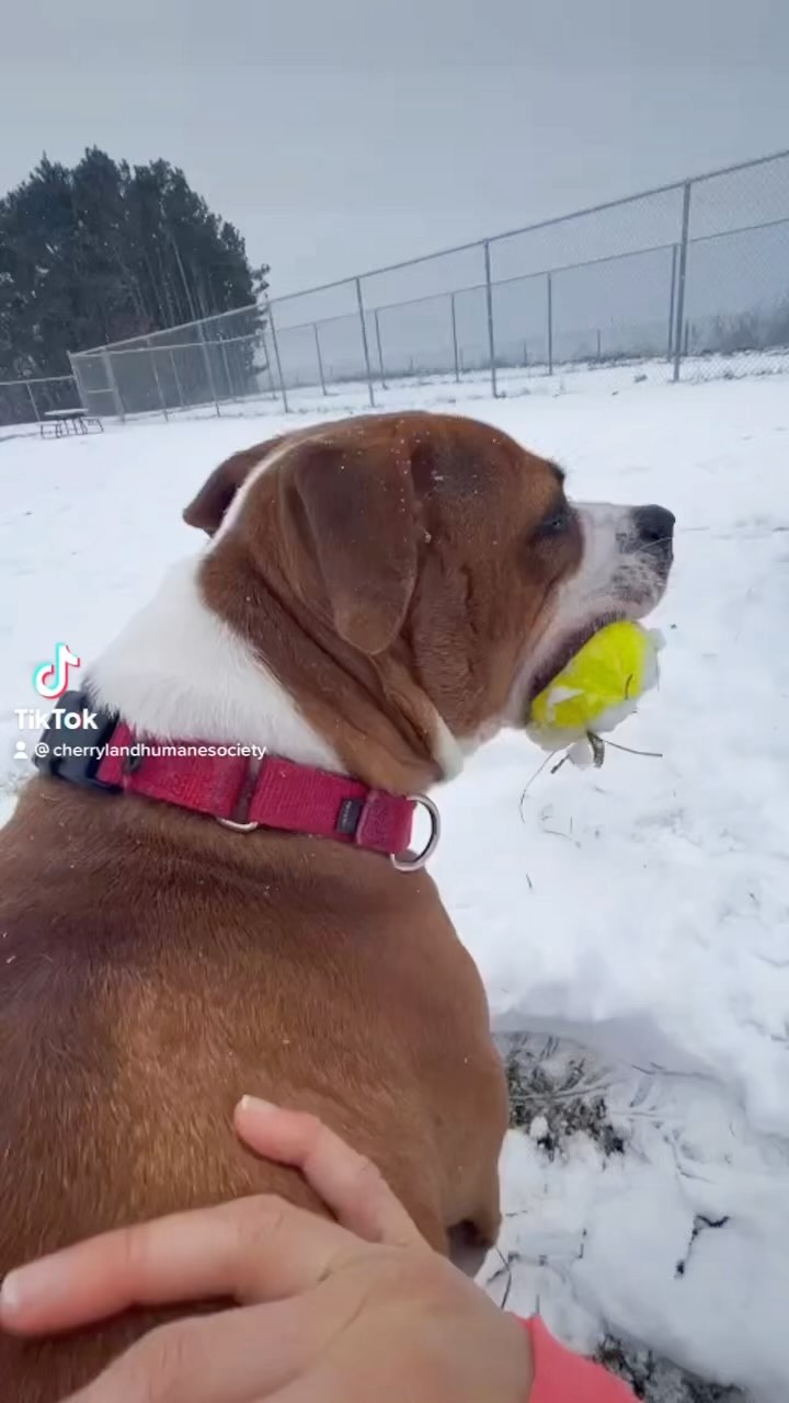 Let’s get these pups forever homes for the holidays! 🎁 Blue will be the best dog companion. 🥰 

Check out Blue and our other dogs and cats available for adoption at www.Cherrylandhumane.org/adopt 

<a target='_blank' href='https://www.instagram.com/explore/tags/cherrylandhumanesociety/'>#cherrylandhumanesociety</a> <a target='_blank' href='https://www.instagram.com/explore/tags/adoptcherryland/'>#adoptcherryland</a> <a target='_blank' href='https://www.instagram.com/explore/tags/adoptdontshop/'>#adoptdontshop</a> <a target='_blank' href='https://www.instagram.com/explore/tags/holidayseason/'>#holidayseason</a> <a target='_blank' href='https://www.instagram.com/explore/tags/present/'>#present</a> <a target='_blank' href='https://www.instagram.com/explore/tags/foreverhome/'>#foreverhome</a> <a target='_blank' href='https://www.instagram.com/explore/tags/homefortheholidays/'>#homefortheholidays</a> <a target='_blank' href='https://www.instagram.com/explore/tags/love/'>#love</a> <a target='_blank' href='https://www.instagram.com/explore/tags/lovinghome/'>#lovinghome</a>