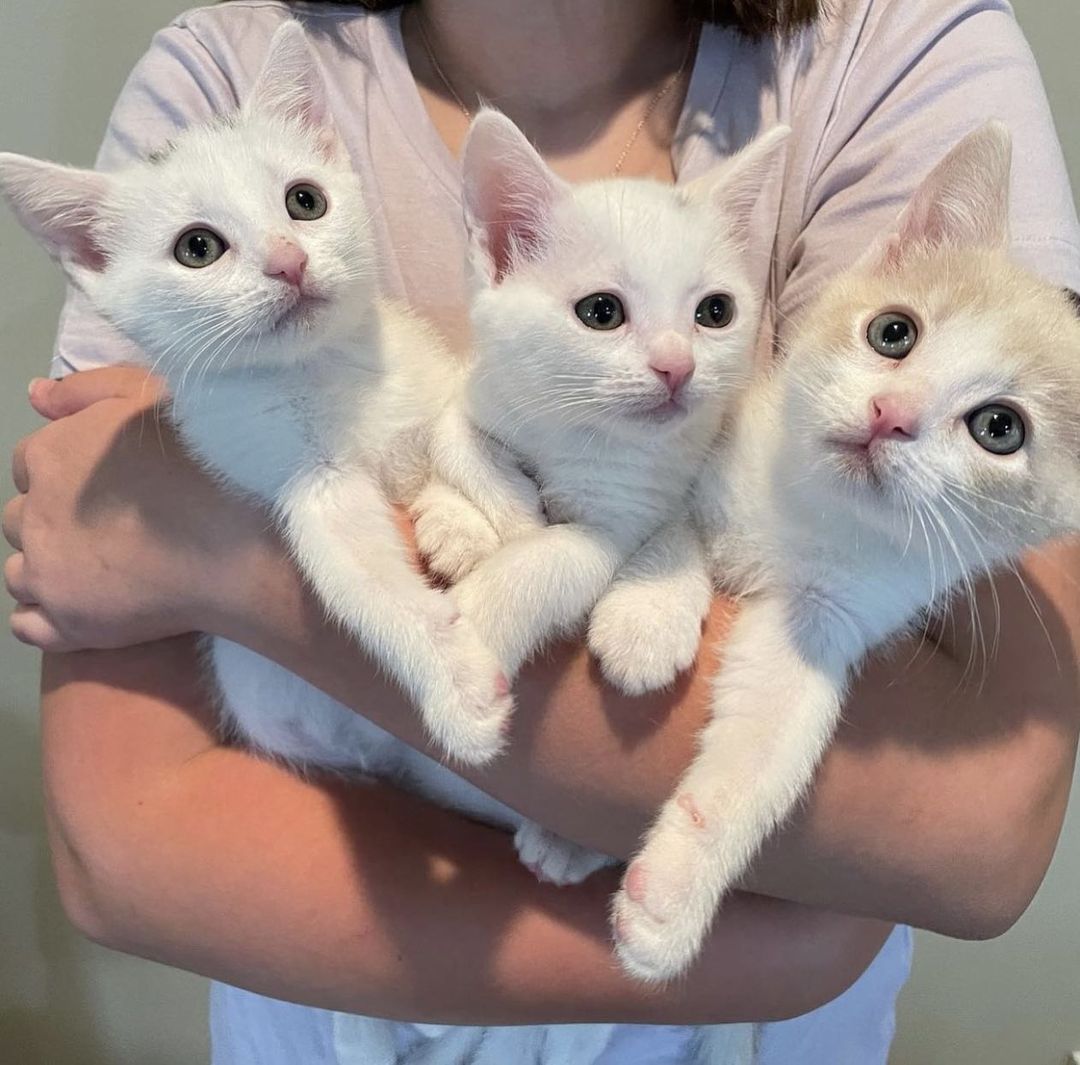 Newborn kittens stuck in a storm drain during a rainstorm? 🙀 Beyond terrifying! 

Yet this nightmare was the reality for Tempo, Cora, and Wild until a first responder arrived at the scene! Despite having to practically crawl inside the drain (while a Good Samaritan held onto his feet for dear life!), the animal control officer was able to save all three kittens from the dangerous situation. 😻👏

When our team in Salt Lake City heard what these sweet kittens had gone through, they rushed to help— and within hours, Amanda was en-route to pick the kittens up to foster! 🚗  She knew that they would require around-the-clock care and bottle feeding, but was not deterred. Once home, and after a much-needed bath, they started on their journey to recovery. The kittens were extremely dirty with gunk in their noses and eyes, and sores on their paws, but thanks to Amanda and their second long-term foster Stephanie, they are thriving in their new adoptive homes! 💞

The feline trio may have started off life in the sewer, but thanks to supporters like YOU, they soon got the second chance they deserve. Be a part of the lifesaving magic this <a target='_blank' href='https://www.instagram.com/explore/tags/GivingTuesday/'>#GivingTuesday</a> via the link in our bio! ❤️