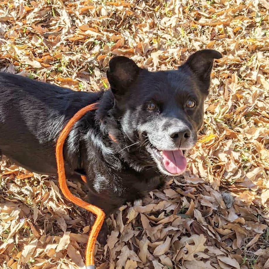 When his longtime human companion's health took a turn for the worse, Jack Black arrived at our shelter after 15 long years in his home. 

Despite the change in environment, Jack maintains a happy-go-lucky personality and greatly enjoys going on adventure walks with staff and volunteers.

Jack has experience around other dogs as well as children of all ages. Ideally, he'd love a 