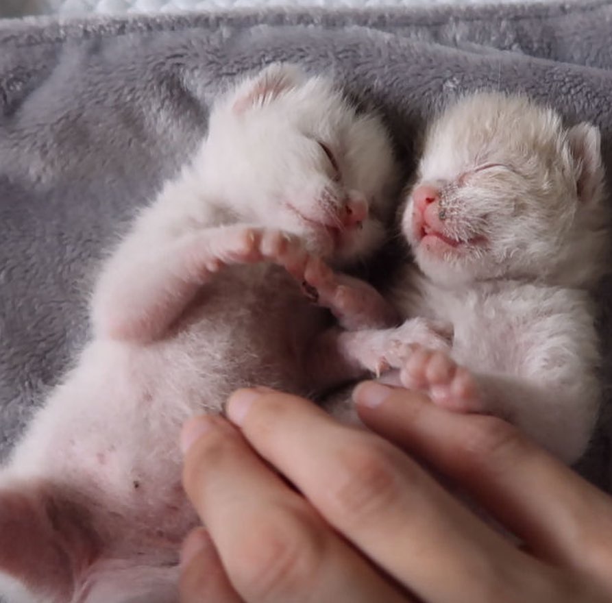 Newborn kittens stuck in a storm drain during a rainstorm? 🙀 Beyond terrifying! 

Yet this nightmare was the reality for Tempo, Cora, and Wild until a first responder arrived at the scene! Despite having to practically crawl inside the drain (while a Good Samaritan held onto his feet for dear life!), the animal control officer was able to save all three kittens from the dangerous situation. 😻👏

When our team in Salt Lake City heard what these sweet kittens had gone through, they rushed to help— and within hours, Amanda was en-route to pick the kittens up to foster! 🚗  She knew that they would require around-the-clock care and bottle feeding, but was not deterred. Once home, and after a much-needed bath, they started on their journey to recovery. The kittens were extremely dirty with gunk in their noses and eyes, and sores on their paws, but thanks to Amanda and their second long-term foster Stephanie, they are thriving in their new adoptive homes! 💞

The feline trio may have started off life in the sewer, but thanks to supporters like YOU, they soon got the second chance they deserve. Be a part of the lifesaving magic this <a target='_blank' href='https://www.instagram.com/explore/tags/GivingTuesday/'>#GivingTuesday</a> via the link in our bio! ❤️