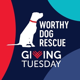 As you consider your end-of-year giving, please keep Worthy Dog Rescue in mind. We are an all-volunteer team, and all of your contributions go directly towards giving dogs a better life. We rely on our community’s support to continue to make a difference. Link in bio or visit worthydog.org

Thank you!