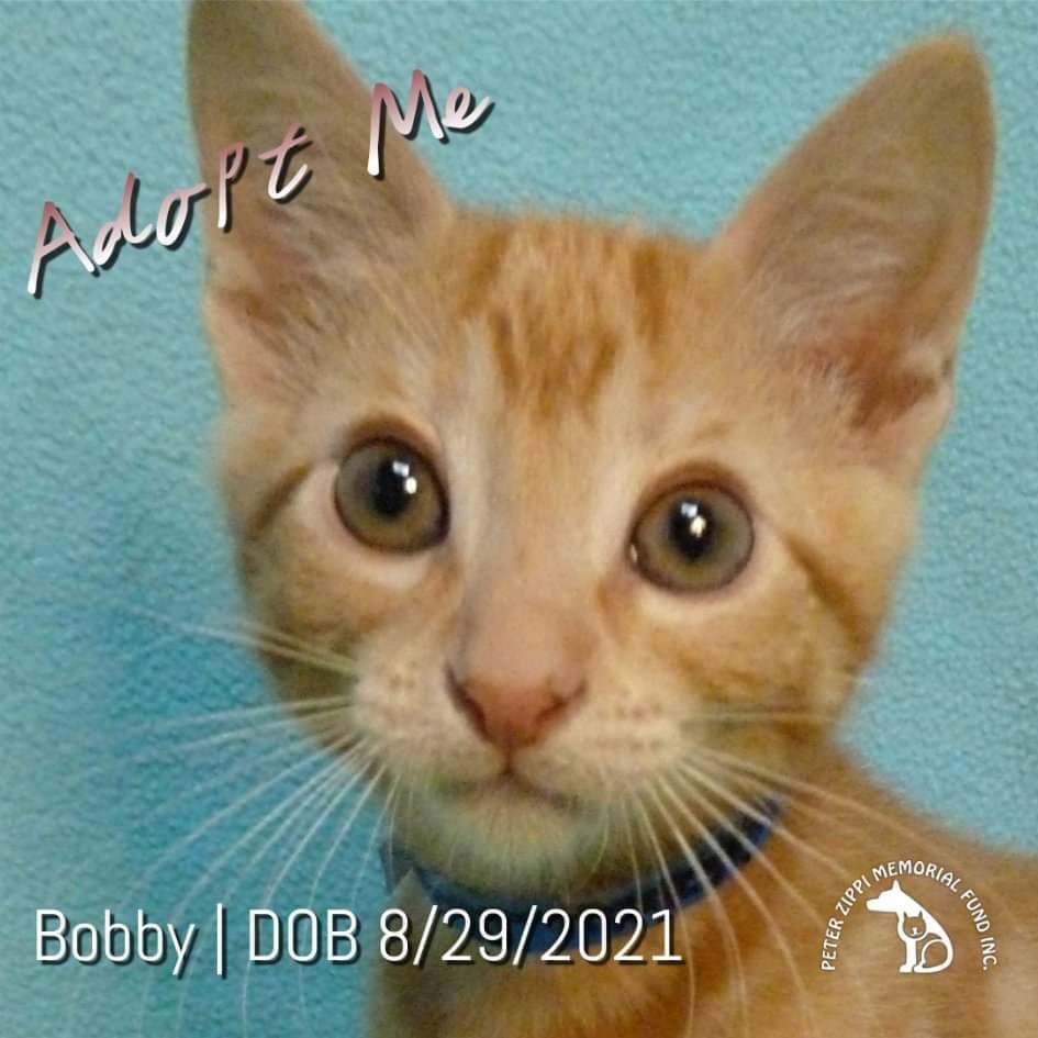 Bobby (Bobbo, BoBo) - Bobby is just too cute!  This baby boy will play with anything and anyone, while filling the room with great vibes and snuggles.  He is athletic, loving, cuddly, and easygoing.  If you want an adorable kitten who will make you laugh and provide purr therapy on a daily basis, look no further. BoBo is ready to be your most loyal friend for years to come!
▫️
