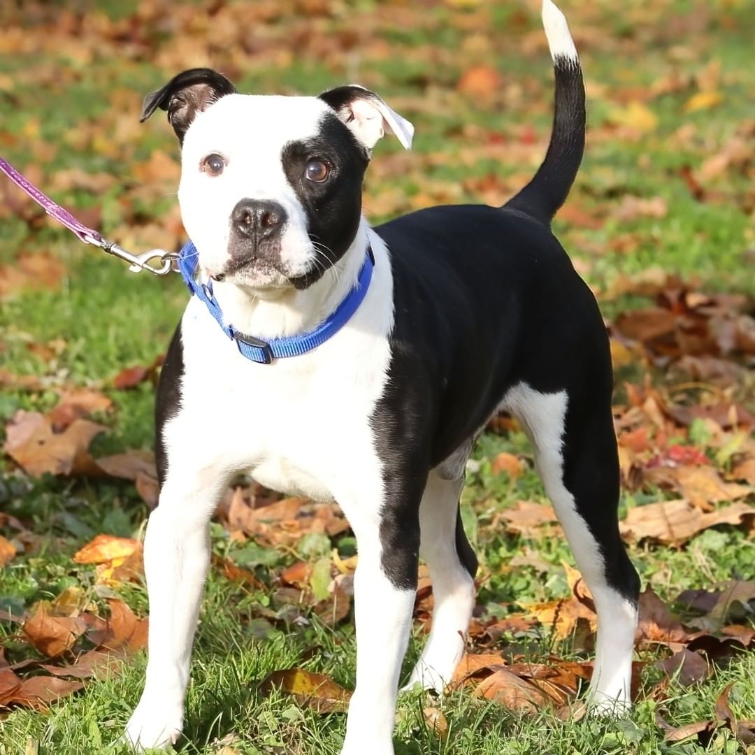 How a blind dog like Hwy ended up stray is a mystery. We do know he is the cutest, sweetest little thing you can meet! This petite little nugget uses his other senses to be quite capable, even leading our volunteers on walks and doing well in his first dog meet. Hwy is ~2yo and eager to find a family ready to open the world to him. Meet Hwy at our West Chester Campus! <a target='_blank' href='https://www.instagram.com/explore/tags/blinddog/'>#blinddog</a> <a target='_blank' href='https://www.instagram.com/explore/tags/rescuedogsrock/'>#rescuedogsrock</a> <a target='_blank' href='https://www.instagram.com/explore/tags/bvspca/'>#bvspca</a>