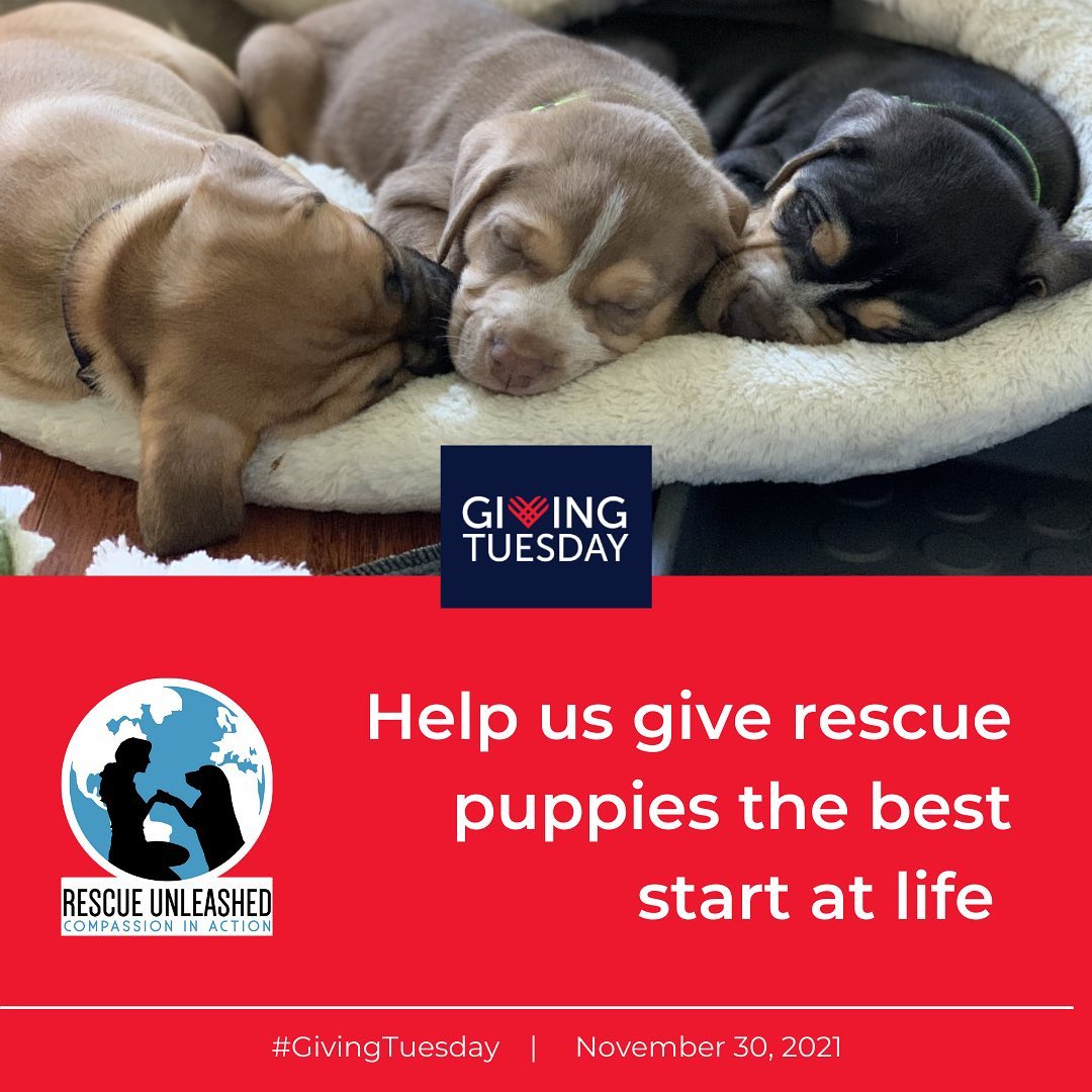 <a target='_blank' href='https://www.instagram.com/explore/tags/mustlovepuppies/'>#mustlovepuppies</a> <a target='_blank' href='https://www.instagram.com/explore/tags/givingtuesday/'>#givingtuesday</a>