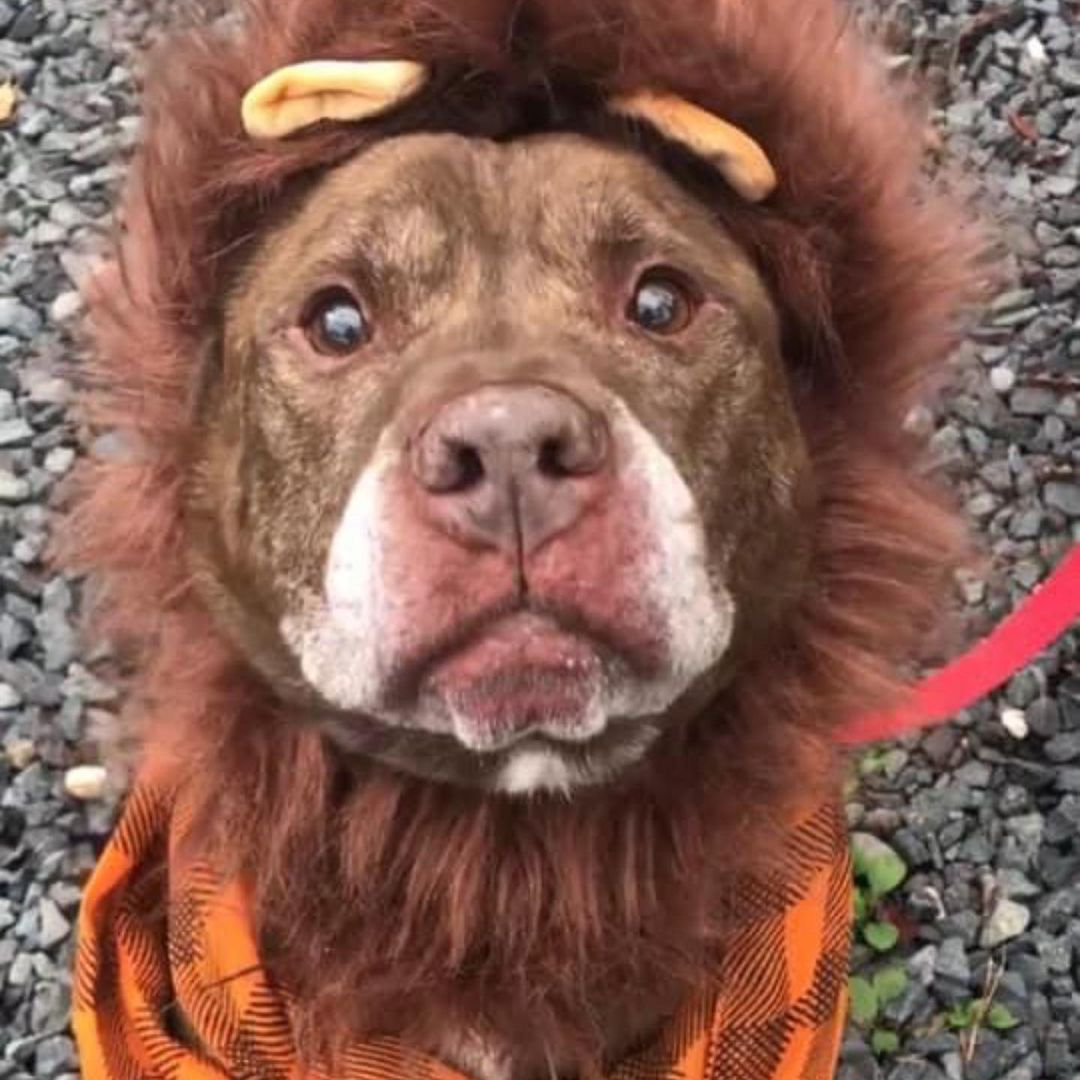 Our super handsome senior boy Rocco is somehow still waiting for a home. He was found a stray and sadly no one came looking for him, he is about 7 to 8 years old, loves to go on walks, loves to go in the car and to the beach or park, he appears dog friendly, a dog meet is always required. If interested in Rocco send us an email we can get you over an application and set up to meet him, tintonfallsahs@ahsppz.org <a target='_blank' href='https://www.instagram.com/explore/tags/adoptdontshop/'>#adoptdontshop</a> <a target='_blank' href='https://www.instagram.com/explore/tags/shelterdogs/'>#shelterdogs</a> <a target='_blank' href='https://www.instagram.com/explore/tags/humanesociety/'>#humanesociety</a> <a target='_blank' href='https://www.instagram.com/explore/tags/adoptabledogs/'>#adoptabledogs</a>