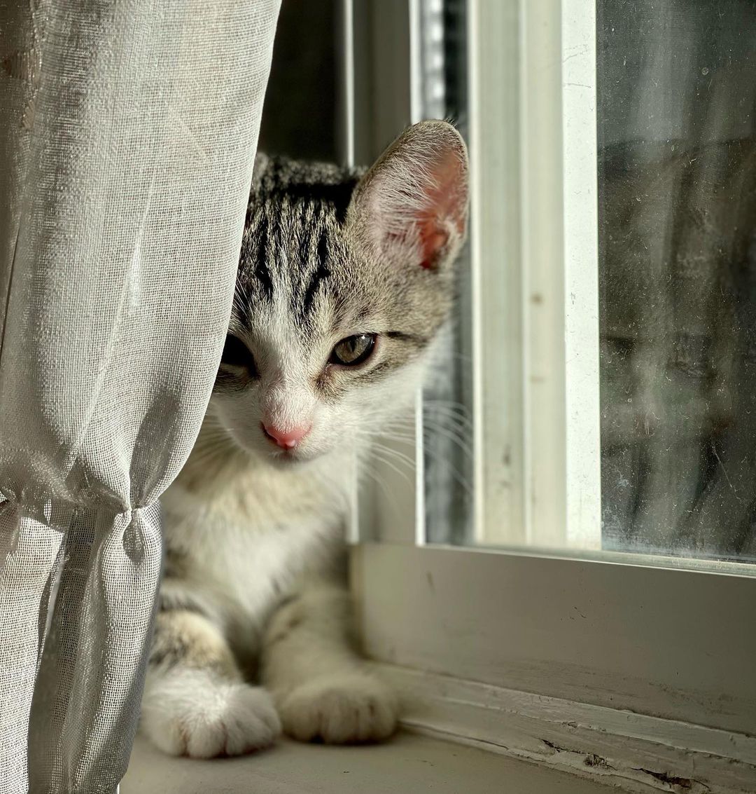 The beautiful Persephone! 

It takes a village! 
Persephone and her siblings were rescued when a kind person found them in a box under his truck. Another kind person got involved and was able to reach our rescue and secured a foster- where they have been growing and loving on their foster humans. 

Persephone is the sweetest girl. She is such a little lady, and the purest of cuddlers. She is undoubtedly going to grow up to be the loyalist of pets. She is also very curious, brave and playful. She enjoys all the kitten toys the Foster has to offer, but she loves her cuddles best. 

Persephone is hoping to be adopted with one of her siblings (please see Hades, Calypso and Hestia) and/or MUST be adopted into a home with a kitten friendly pet. 

Persephone is up to date on shots, negative for FIV/FELV, microchipped and will be spayed at the appropriate age. Her DOB is 9/8/21
.
.
.
.
.
.
.
.
,
,
<a target='_blank' href='https://www.instagram.com/explore/tags/kittensforadoption/'>#kittensforadoption</a><a target='_blank' href='https://www.instagram.com/explore/tags/fostercat/'>#fostercat</a><a target='_blank' href='https://www.instagram.com/explore/tags/fosteringsaveslives/'>#fosteringsaveslives</a><a target='_blank' href='https://www.instagram.com/explore/tags/catadoptions/'>#catadoptions</a><a target='_blank' href='https://www.instagram.com/explore/tags/kittykat/'>#kittykat</a><a target='_blank' href='https://www.instagram.com/explore/tags/catlife/'>#catlife</a><a target='_blank' href='https://www.instagram.com/explore/tags/spayandneuteryourpets/'>#spayandneuteryourpets</a><a target='_blank' href='https://www.instagram.com/explore/tags/kittiesofinstagram/'>#kittiesofinstagram</a><a target='_blank' href='https://www.instagram.com/explore/tags/cutekitties/'>#cutekitties</a><a target='_blank' href='https://www.instagram.com/explore/tags/catlovers/'>#catlovers</a><a target='_blank' href='https://www.instagram.com/explore/tags/catpics/'>#catpics</a><a target='_blank' href='https://www.instagram.com/explore/tags/kittenspics/'>#kittenspics</a><a target='_blank' href='https://www.instagram.com/explore/tags/huffpostgram/'>#huffpostgram</a><a target='_blank' href='https://www.instagram.com/explore/tags/kittengram/'>#kittengram</a>