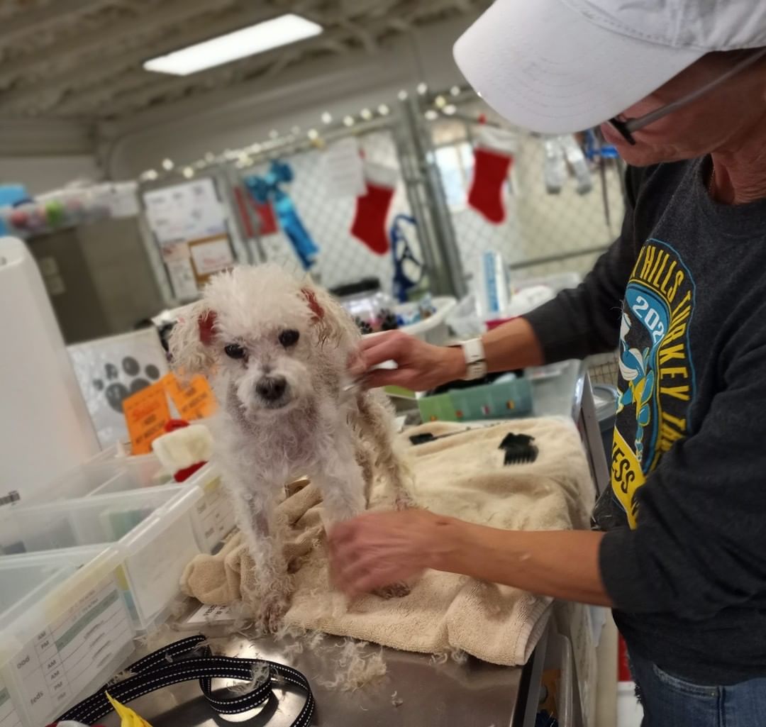 So grateful for Volunteer Kristine and her poodle clipping skills. Sheldon looks amazing!!! Thank you Kristine!

<a target='_blank' href='https://www.instagram.com/explore/tags/Sheldon/'>#Sheldon</a> <a target='_blank' href='https://www.instagram.com/explore/tags/needsahopsicefosterhome/'>#needsahopsicefosterhome</a> <a target='_blank' href='https://www.instagram.com/explore/tags/poodlemix/'>#poodlemix</a>