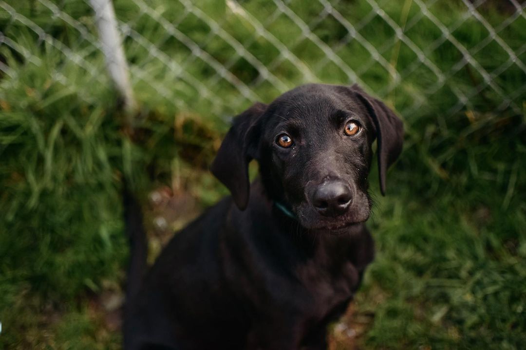 Little Fisher is looking for a home! He is only 5 months old and so sweet! Send us an application to meet him!❤️🐾 <a target='_blank' href='https://www.instagram.com/explore/tags/adoptdontshop/'>#adoptdontshop</a> <a target='_blank' href='https://www.instagram.com/explore/tags/adoptadog/'>#adoptadog</a> <a target='_blank' href='https://www.instagram.com/explore/tags/dogsofig/'>#dogsofig</a> <a target='_blank' href='https://www.instagram.com/explore/tags/adoptpurelove/'>#adoptpurelove</a> <a target='_blank' href='https://www.instagram.com/explore/tags/adoption/'>#adoption</a> <a target='_blank' href='https://www.instagram.com/explore/tags/hscc/'>#hscc</a>