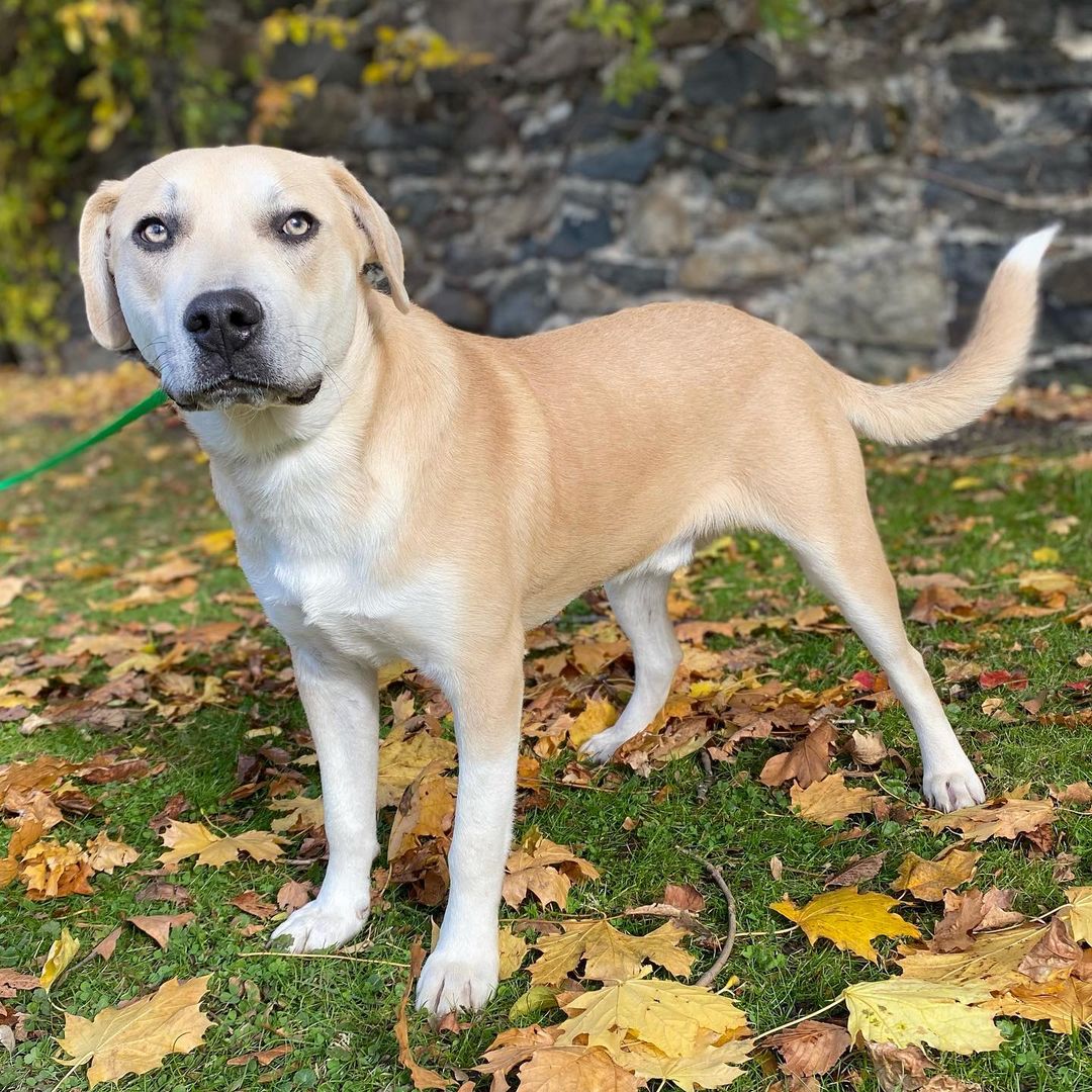 Sundays are for the pups! What a perfect fall day to do what we love; play, eat treats, snap some pictures and wait for our <a target='_blank' href='https://www.instagram.com/explore/tags/fureverfamily/'>#fureverfamily</a>! We currently have dogs from a few months old to senior age looking for homes. So many good dogs just waiting to meet you! Pictured is Lilo, Saffron, Solo, Stitch, Pretzel, Philly, Elle, Clifton, Zero, Enzo
🐾
How did you spend your Sunday? Which dog is your favorite? Comment below! Apply now or to learn about these cuties follow the link in our bio! 
:
:
:
<a target='_blank' href='https://www.instagram.com/explore/tags/dogs/'>#dogs</a> <a target='_blank' href='https://www.instagram.com/explore/tags/dogsofinstagram/'>#dogsofinstagram</a> <a target='_blank' href='https://www.instagram.com/explore/tags/dog/'>#dog</a> <a target='_blank' href='https://www.instagram.com/explore/tags/adopt/'>#adopt</a> <a target='_blank' href='https://www.instagram.com/explore/tags/adoptme/'>#adoptme</a> <a target='_blank' href='https://www.instagram.com/explore/tags/rescued/'>#rescued</a> <a target='_blank' href='https://www.instagram.com/explore/tags/labmix/'>#labmix</a> <a target='_blank' href='https://www.instagram.com/explore/tags/labrador/'>#labrador</a> <a target='_blank' href='https://www.instagram.com/explore/tags/boxer/'>#boxer</a> <a target='_blank' href='https://www.instagram.com/explore/tags/terrier/'>#terrier</a> <a target='_blank' href='https://www.instagram.com/explore/tags/labradorretriever/'>#labradorretriever</a> <a target='_blank' href='https://www.instagram.com/explore/tags/shibainu/'>#shibainu</a> <a target='_blank' href='https://www.instagram.com/explore/tags/pitbull/'>#pitbull</a> <a target='_blank' href='https://www.instagram.com/explore/tags/amstaff/'>#amstaff</a> <a target='_blank' href='https://www.instagram.com/explore/tags/staffy/'>#staffy</a> <a target='_blank' href='https://www.instagram.com/explore/tags/bully/'>#bully</a> <a target='_blank' href='https://www.instagram.com/explore/tags/mutt/'>#mutt</a> <a target='_blank' href='https://www.instagram.com/explore/tags/mix/'>#mix</a> <a target='_blank' href='https://www.instagram.com/explore/tags/pointer/'>#pointer</a> <a target='_blank' href='https://www.instagram.com/explore/tags/hound/'>#hound</a> <a target='_blank' href='https://www.instagram.com/explore/tags/doggo/'>#doggo</a> <a target='_blank' href='https://www.instagram.com/explore/tags/terrier/'>#terrier</a> <a target='_blank' href='https://www.instagram.com/explore/tags/puppy/'>#puppy</a> <a target='_blank' href='https://www.instagram.com/explore/tags/puppiesofinstagram/'>#puppiesofinstagram</a> <a target='_blank' href='https://www.instagram.com/explore/tags/puppylove/'>#puppylove</a> <a target='_blank' href='https://www.instagram.com/explore/tags/doglove/'>#doglove</a> <a target='_blank' href='https://www.instagram.com/explore/tags/goodvibes/'>#goodvibes</a> <a target='_blank' href='https://www.instagram.com/explore/tags/sundayfunday/'>#sundayfunday</a> <a target='_blank' href='https://www.instagram.com/explore/tags/sunday/'>#sunday</a><a target='_blank' href='https://www.instagram.com/explore/tags/canecorso/'>#canecorso</a>