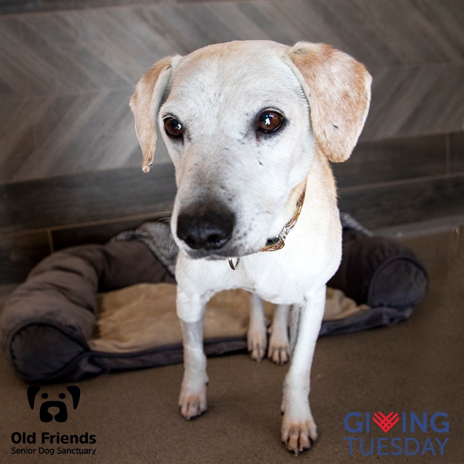 Two words: THIS FACE. We can't get past Paps's dark chocolate eyes; they just pull us in and won't let go! We wonder what stories he'd share if he could speak... Even without knowing, we are just happy to have Paps as part of our Old Friends family! <a target='_blank' href='https://www.instagram.com/explore/tags/OFSDS/'>#OFSDS</a> <a target='_blank' href='https://www.instagram.com/explore/tags/OFSDSPaps/'>#OFSDSPaps</a> <a target='_blank' href='https://www.instagram.com/explore/tags/SeniorDogs/'>#SeniorDogs</a> <a target='_blank' href='https://www.instagram.com/explore/tags/OFSDSGoodNight/'>#OFSDSGoodNight</a>

GivingTuesday is on Tuesday, November 30, and is a global generosity movement! GivingTuesday.org