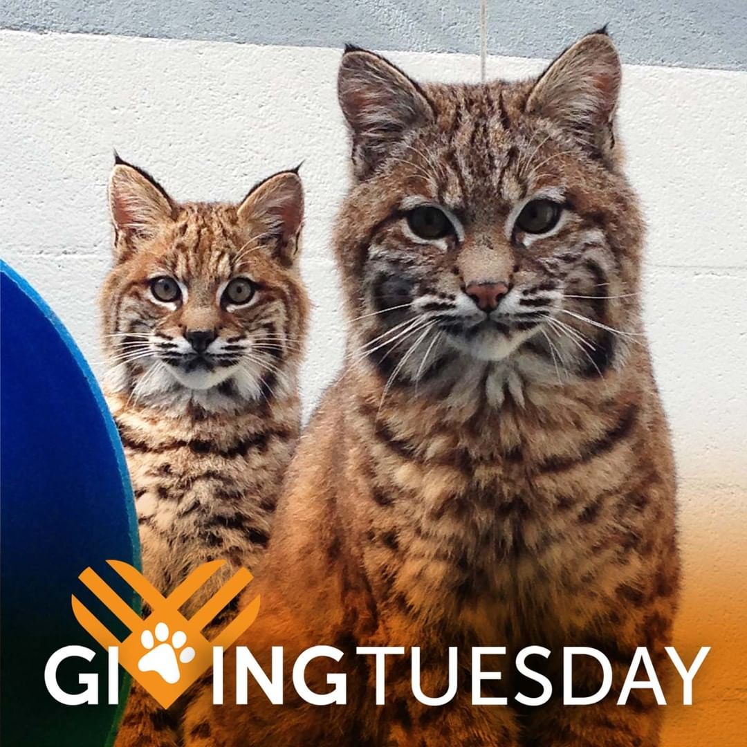 <a target='_blank' href='https://www.instagram.com/explore/tags/GivingTuesday/'>#GivingTuesday</a> is tomorrow but you can help by giving TODAY! Your gift of any size will help animals like these bobcats, who arrived at PAWS as orphans in need of care until they grew big and strong enough to be released to the wild. You can be part of returning animals like these bobcats to the wild where they belong by giving today at paws.org/givingtuesday (link in bio). Can’t give? That’s OK – please help us by spreading the word!