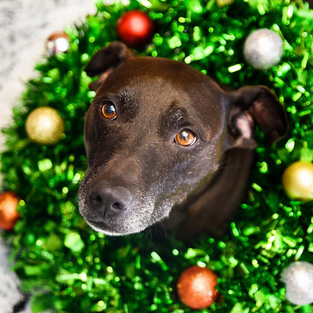 GivingTuesday is almost here! If you would like to get something for our animals, we have wish lists on Amazon and Chewy. Of course we still need $$ too, and you can make monetary donations on our website. London also wants a home for Christmas, so please share! <a target='_blank' href='https://www.instagram.com/explore/tags/givingtuesday/'>#givingtuesday</a> <a target='_blank' href='https://www.instagram.com/explore/tags/donations/'>#donations</a> <a target='_blank' href='https://www.instagram.com/explore/tags/giving/'>#giving</a> <a target='_blank' href='https://www.instagram.com/explore/tags/shelterdog/'>#shelterdog</a> <a target='_blank' href='https://www.instagram.com/explore/tags/sheltercat/'>#sheltercat</a> <a target='_blank' href='https://www.instagram.com/explore/tags/animalshelter/'>#animalshelter</a> <a target='_blank' href='https://www.instagram.com/explore/tags/donationssavelives/'>#donationssavelives</a>