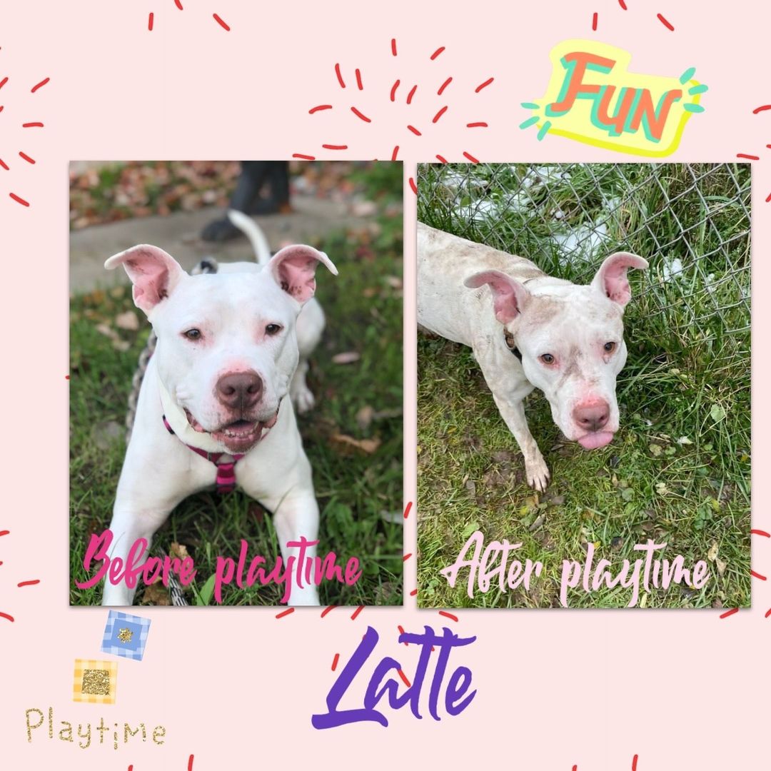 Fun & beautiful Latte! She’s about 4yrs old & was brought in as a stray. Latte is a fav of our staff & volunteers. She’s sweet, smart & gorgeous. She’s dog friendly. Email frontdesk1@cnyspca.org w/ inquiries. Fill out app to meet her: https://buff.ly/3xBAyWZ⠀
<a target='_blank' href='https://www.instagram.com/explore/tags/adoptdontshop/'>#adoptdontshop</a>