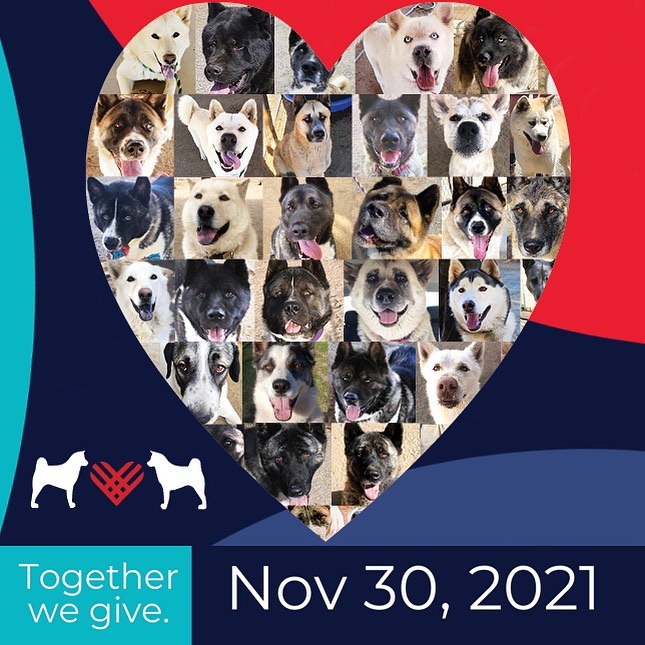 An early reminder for GIVING TUESDAY…we sincerely appreciate your consideration in donating to our pups!!! And we THANK YOU for all of your support throughout the years!!! We couldn’t do this without you❤️

Donation link in bio and below:

https://www.paypal.com/paypalme/apassionforpaws

www.apassionforpaws.org

<a target='_blank' href='https://www.instagram.com/explore/tags/rescuedog/'>#rescuedog</a> <a target='_blank' href='https://www.instagram.com/explore/tags/rescuedogsrock/'>#rescuedogsrock</a> <a target='_blank' href='https://www.instagram.com/explore/tags/rescuedogsofinstagram/'>#rescuedogsofinstagram</a> <a target='_blank' href='https://www.instagram.com/explore/tags/adopt/'>#adopt</a> <a target='_blank' href='https://www.instagram.com/explore/tags/adoptdontshop/'>#adoptdontshop</a> <a target='_blank' href='https://www.instagram.com/explore/tags/adoption/'>#adoption</a> <a target='_blank' href='https://www.instagram.com/explore/tags/adoptables/'>#adoptables</a> <a target='_blank' href='https://www.instagram.com/explore/tags/adoptme/'>#adoptme</a> <a target='_blank' href='https://www.instagram.com/explore/tags/akitaranch/'>#akitaranch</a> <a target='_blank' href='https://www.instagram.com/explore/tags/givingtuesday2021/'>#givingtuesday2021</a> <a target='_blank' href='https://www.instagram.com/explore/tags/givingtuesday/'>#givingtuesday</a> <a target='_blank' href='https://www.instagram.com/explore/tags/love/'>#love</a> <a target='_blank' href='https://www.instagram.com/explore/tags/happy/'>#happy</a> <a target='_blank' href='https://www.instagram.com/explore/tags/hope/'>#hope</a> <a target='_blank' href='https://www.instagram.com/explore/tags/together/'>#together</a> <a target='_blank' href='https://www.instagram.com/explore/tags/savelives/'>#savelives</a> <a target='_blank' href='https://www.instagram.com/explore/tags/akitalover/'>#akitalover</a> <a target='_blank' href='https://www.instagram.com/explore/tags/thankful/'>#thankful</a> <a target='_blank' href='https://www.instagram.com/explore/tags/newhope/'>#newhope</a> <a target='_blank' href='https://www.instagram.com/explore/tags/newlove/'>#newlove</a> <a target='_blank' href='https://www.instagram.com/explore/tags/newrescue/'>#newrescue</a> <a target='_blank' href='https://www.instagram.com/explore/tags/work/'>#work</a> <a target='_blank' href='https://www.instagram.com/explore/tags/cute/'>#cute</a> <a target='_blank' href='https://www.instagram.com/explore/tags/grateful/'>#grateful</a> <a target='_blank' href='https://www.instagram.com/explore/tags/helpingothers/'>#helpingothers</a> <a target='_blank' href='https://www.instagram.com/explore/tags/helpanimals/'>#helpanimals</a> <a target='_blank' href='https://www.instagram.com/explore/tags/love/'>#love</a>