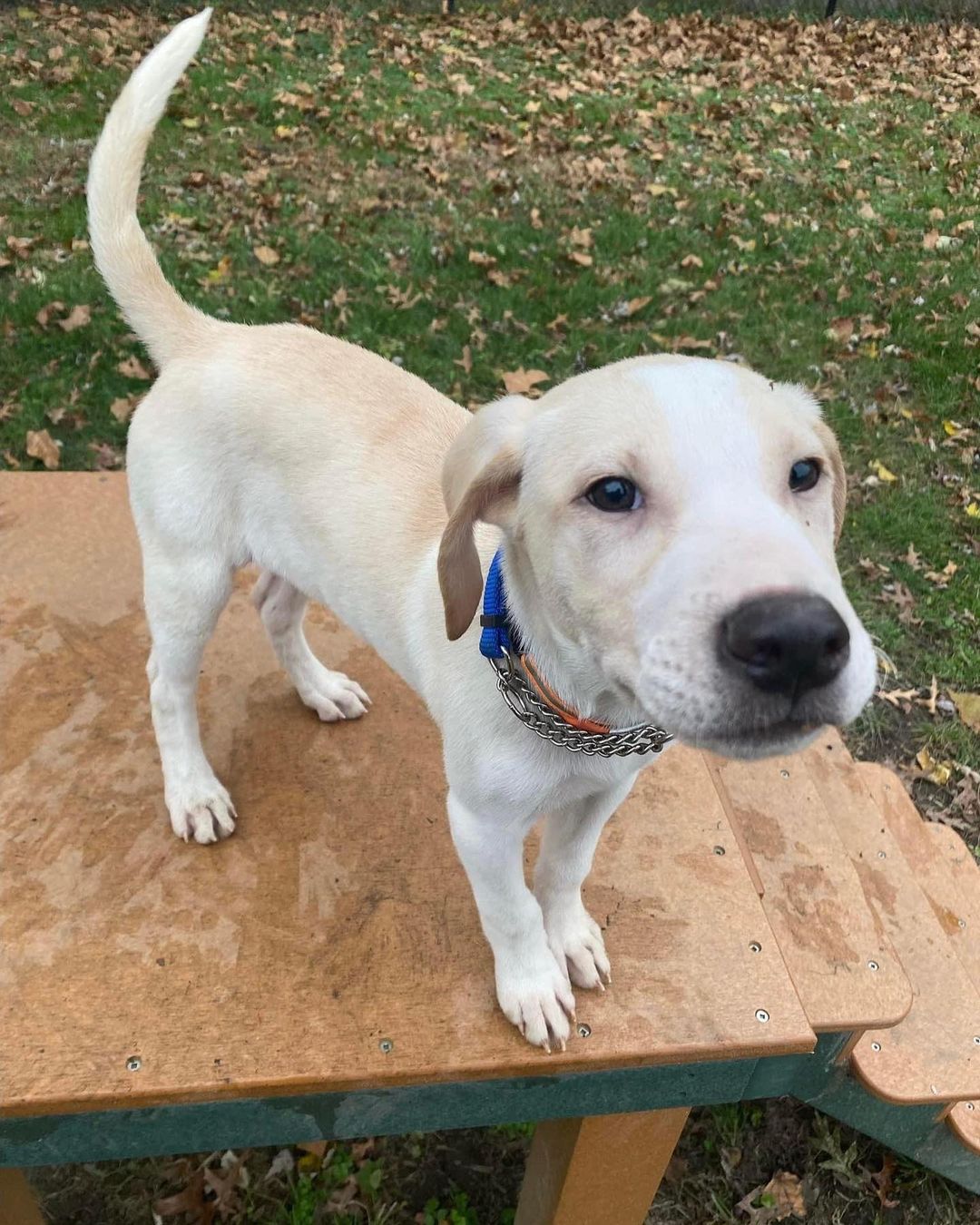 Butterfinger is one of 4 puppies saved from a shelter in LA. Butterfinger an adorable ball of energy and is great with kids, dogs and cats. He is a very friendly 3 1/2 month old plothound/lab mix who will grow to around 50 pounds. 

He is doing well with his basic training! Butterfinger is looking for his forever home and will be able to go home in a couple of weeks. 💕

If you would like to be considered, fill out an application at oneloveanimalrescue.orgTo be considered as this pet's adopter, please go to www.oneloveanimalrescue.org/adopt.html to complete your application.