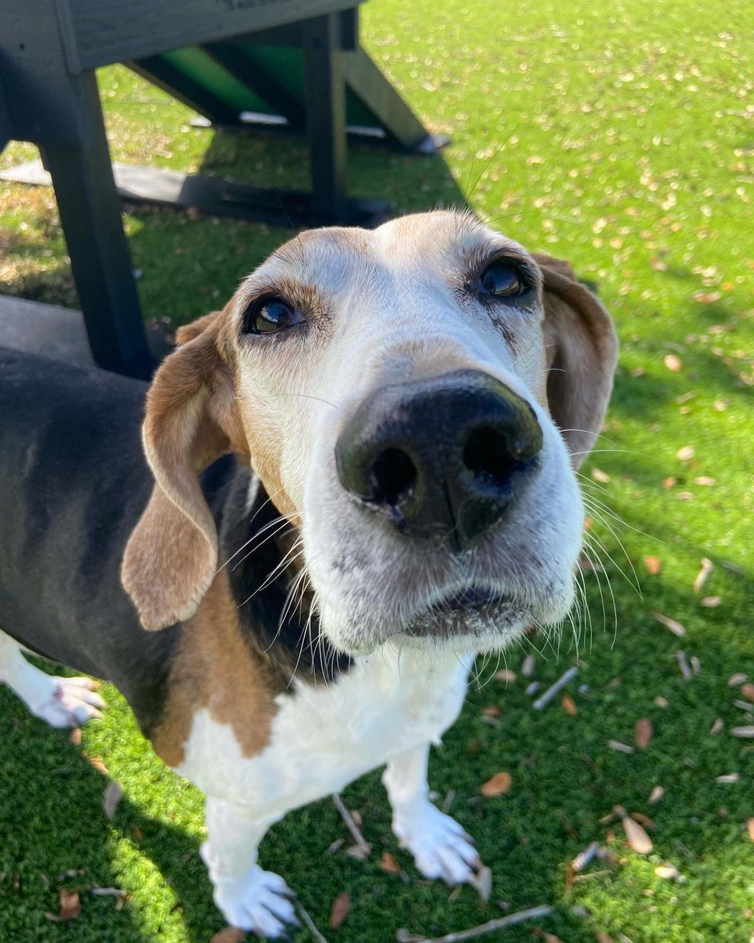 This week’s <a target='_blank' href='https://www.instagram.com/explore/tags/seniorsunday/'>#seniorsunday</a> shout-out goes to 8 year old hound, Thelma!

Thelma is a low energy, super sweet girl who absolutely loves affection and attention! If you’re looking for a dog that wants to be by your side at all times and fo where you go, Thelma is the girl for you! She is a very good girl, but she does have some separation anxiety and will dig and/or jump fences, so she would do best in a home that has someone there with her most of the day or someone who can take her on walks/to the park so she doesn’t feel inclined to escape the yard during a potty break. She is housebroken, good with kids, and other dogs and she’d make a great pet for any family! 

Come meet Thelma by submitting an adoption application at www.BDRR.org/adopt!