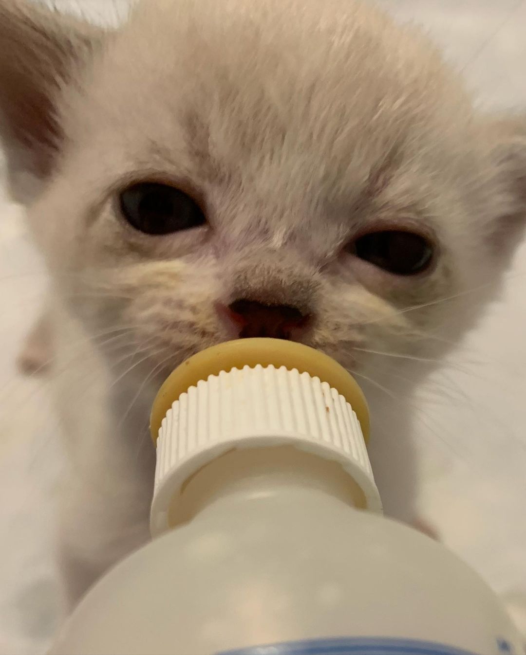 Monday’s after a long weekend! 😽 🍼🦊🐺🐻🐧 <a target='_blank' href='https://www.instagram.com/explore/tags/bottlebabies/'>#bottlebabies</a> <a target='_blank' href='https://www.instagram.com/explore/tags/bottlebaby/'>#bottlebaby</a> <a target='_blank' href='https://www.instagram.com/explore/tags/bottlebabykitten/'>#bottlebabykitten</a> <a target='_blank' href='https://www.instagram.com/explore/tags/siamesemix/'>#siamesemix</a> <a target='_blank' href='https://www.instagram.com/explore/tags/tuxedokitten/'>#tuxedokitten</a> <a target='_blank' href='https://www.instagram.com/explore/tags/orphankitten/'>#orphankitten</a>