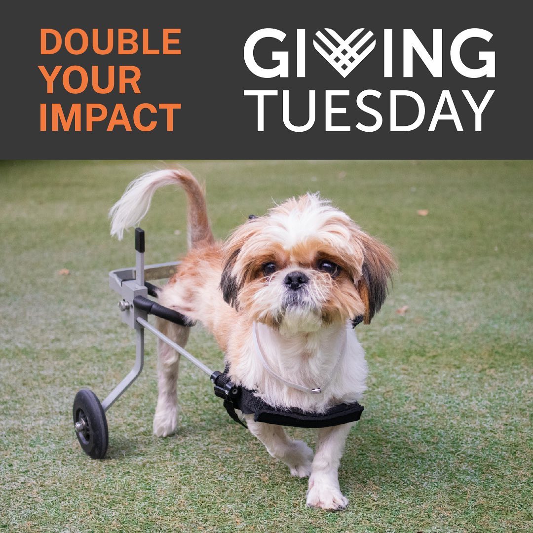 Thanks to our wonderful donor, Joan Payden, every donation made through tomorrow will be matched–dollar for dollar–up to $100,000!

With your support, we can continue to provide lifesaving medical care to animals like Chad, who came to Pasadena Humane after suffering a traumatic injury that had damaged his spine, leaving him unable to use his hind legs. He was soon fitted for a wheelchair and we watched as he came out of his shell. 

It is because of your commitment that we are able to provide animals like Chad with the care and support that they need to transform into happy, healthy pets. Please give today, as this generous matching gift offer only lasts until midnight tomorrow!

<a target='_blank' href='https://www.instagram.com/explore/tags/givingtuesday/'>#givingtuesday</a>