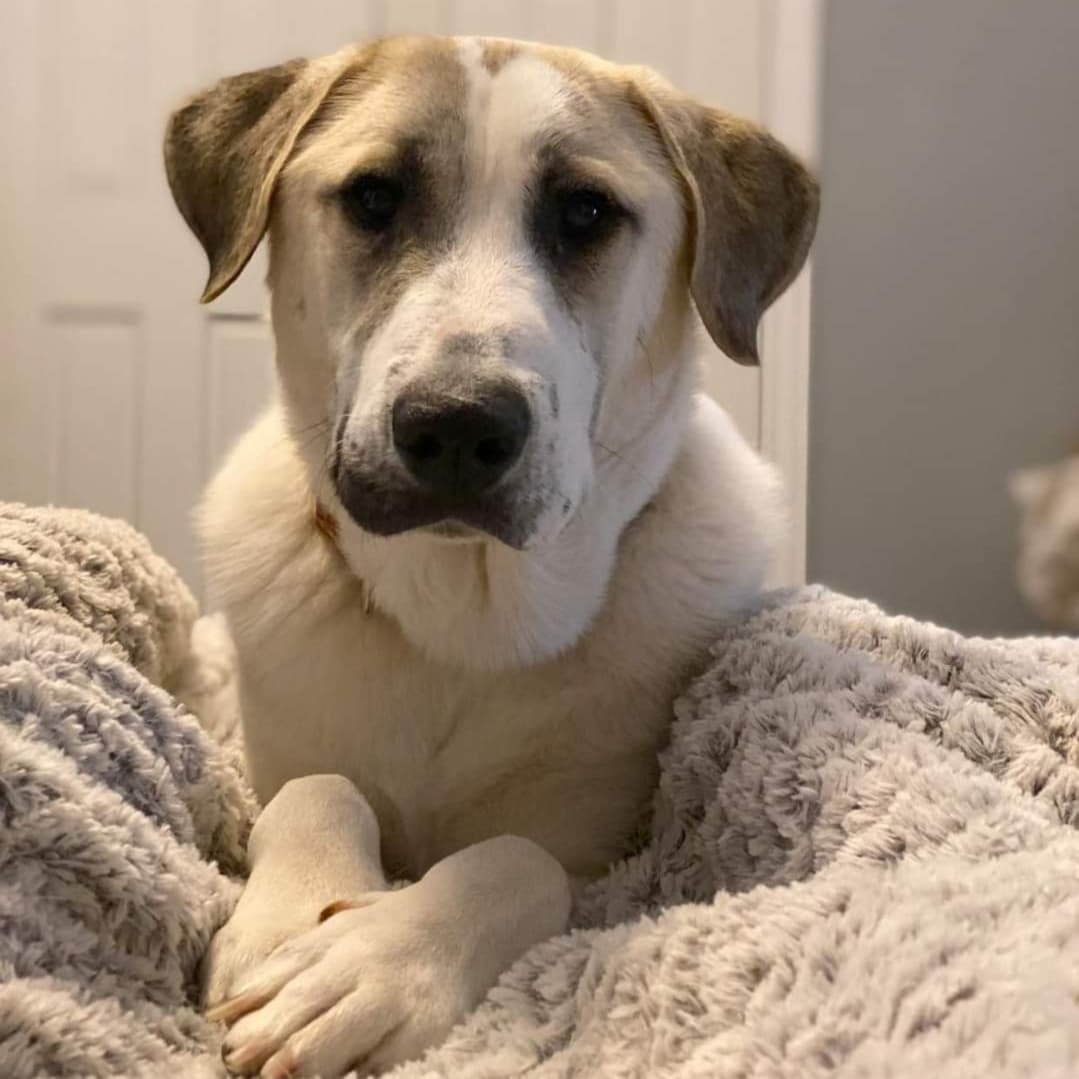 Now this looks like a dog that knows he's handsome!! 

Willie is a 70lb Pyrenees/Anatolian mix. He is less than a year old and hasn’t had the best start to his doggie life so far. After being dumped in a cemetery and left to fend for himself with his brothers and sister for over 2 weeks, he was rescued and brought to Wisconsin. He is slowly adjusting to life in his foster home and still unsure of everything. A fenced in yard would be best for him to be able to go in and outside at his own pace since he is uncomfortable walking on a leash. He knows to go potty outside but it can be difficult to get him to go if he’s leashed. He is learning to trust and love dog life more and more every day. He needs flexibility and patience to discover his surroundings and people in his own time. He’s a cuddler and loves the comfort of people around and having a warm bed to sleep in. He will need a patient and loving family to give him the time to adjust and trust them, but Willie is worth the wait. He’s got a lot of love to give he just doesn’t know who to give it to. Is that you?

<a target='_blank' href='https://www.instagram.com/explore/tags/adoptdontshop/'>#adoptdontshop</a>
<a target='_blank' href='https://www.instagram.com/explore/tags/luckymuttswi/'>#luckymuttswi</a>
<a target='_blank' href='https://www.instagram.com/explore/tags/rescuedogsmke/'>#rescuedogsmke</a>
<a target='_blank' href='https://www.instagram.com/explore/tags/doglovers/'>#doglovers</a>
<a target='_blank' href='https://www.instagram.com/explore/tags/rescuedogsofinstagram/'>#rescuedogsofinstagram</a>
<a target='_blank' href='https://www.instagram.com/explore/tags/sweetpup/'>#sweetpup</a>
<a target='_blank' href='https://www.instagram.com/explore/tags/mke/'>#mke</a>
<a target='_blank' href='https://www.instagram.com/explore/tags/mkepup/'>#mkepup</a>
<a target='_blank' href='https://www.instagram.com/explore/tags/wisconsinrescue/'>#wisconsinrescue</a>
<a target='_blank' href='https://www.instagram.com/explore/tags/lovedogs/'>#lovedogs</a>
<a target='_blank' href='https://www.instagram.com/explore/tags/rescue/'>#rescue</a>
<a target='_blank' href='https://www.instagram.com/explore/tags/foster/'>#foster</a>
<a target='_blank' href='https://www.instagram.com/explore/tags/adopt/'>#adopt</a>
<a target='_blank' href='https://www.instagram.com/explore/tags/dogsofinstagram/'>#dogsofinstagram</a>
<a target='_blank' href='https://www.instagram.com/explore/tags/dogrescue/'>#dogrescue</a>
<a target='_blank' href='https://www.instagram.com/explore/tags/bigdoglovers/'>#bigdoglovers</a>
<a target='_blank' href='https://www.instagram.com/explore/tags/bigboy/'>#bigboy</a>
<a target='_blank' href='https://www.instagram.com/explore/tags/handsome/'>#handsome</a>
<a target='_blank' href='https://www.instagram.com/explore/tags/cuddle/'>#cuddle</a>
<a target='_blank' href='https://www.instagram.com/explore/tags/anatolian/'>#anatolian</a>