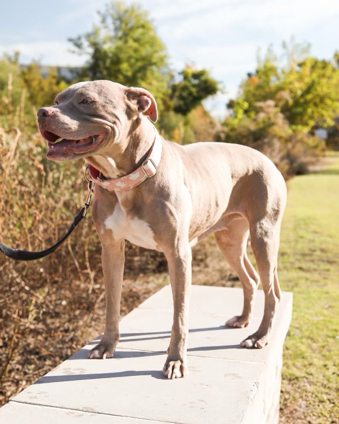 Beautiful Shelby is looking for her forever home!!

This amazing girl was adopted from us several years ago and returned a few months ago. Unfortunately, she came back to us with cancer and we’ve done all we can to remove as much of it as possible— even trying chemo. 
Our vet isn’t sure how long Shelby may have but he hopes our efforts have bought her a few golden years! 

Enough of the sad stuff though, let’s talk about how amazing Shelby is! 

If you are looking for a low key companion, she’s your girl. Her favorite place to be is by your side! She’s happy to spend your workday together, napping on a soft dog bed, listening to you work. Her favorite time of day is after dinner snuggle time, it may take her a minute to get comfortable, she might wiggle or squirm a bit, but the sound of your heartbeat will have her asleep in no time. 

Shelby has grown to love her crate, and views it as a safe space as long as it’s in a spot near her people. She is potty trained, too! She battles some separation anxiety, but the company of a fur friend definitely helps calm her. 

Shelby is spayed, microchipped, up to date on vaccines, and Heartworm negative. 

If interested in adopting this pretty girl, please head to the website and submit an adoption application 🖤

https://www.eunoiarescue.org/adopt