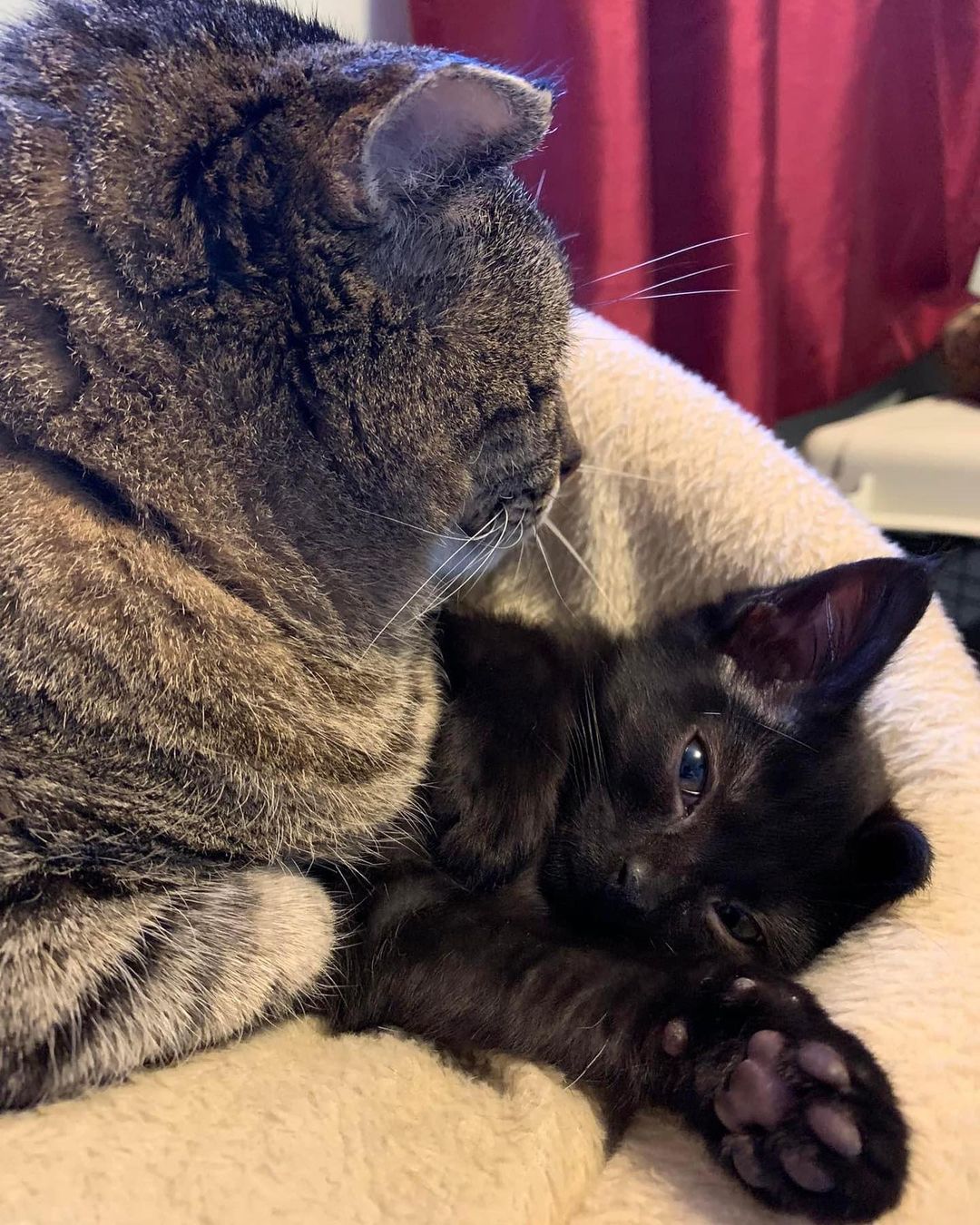 Please help X-caret escape the squish that is resident cat Tuffy Pudge! How can you help? Adopt her! 

https://streetcat.ca/xcaret