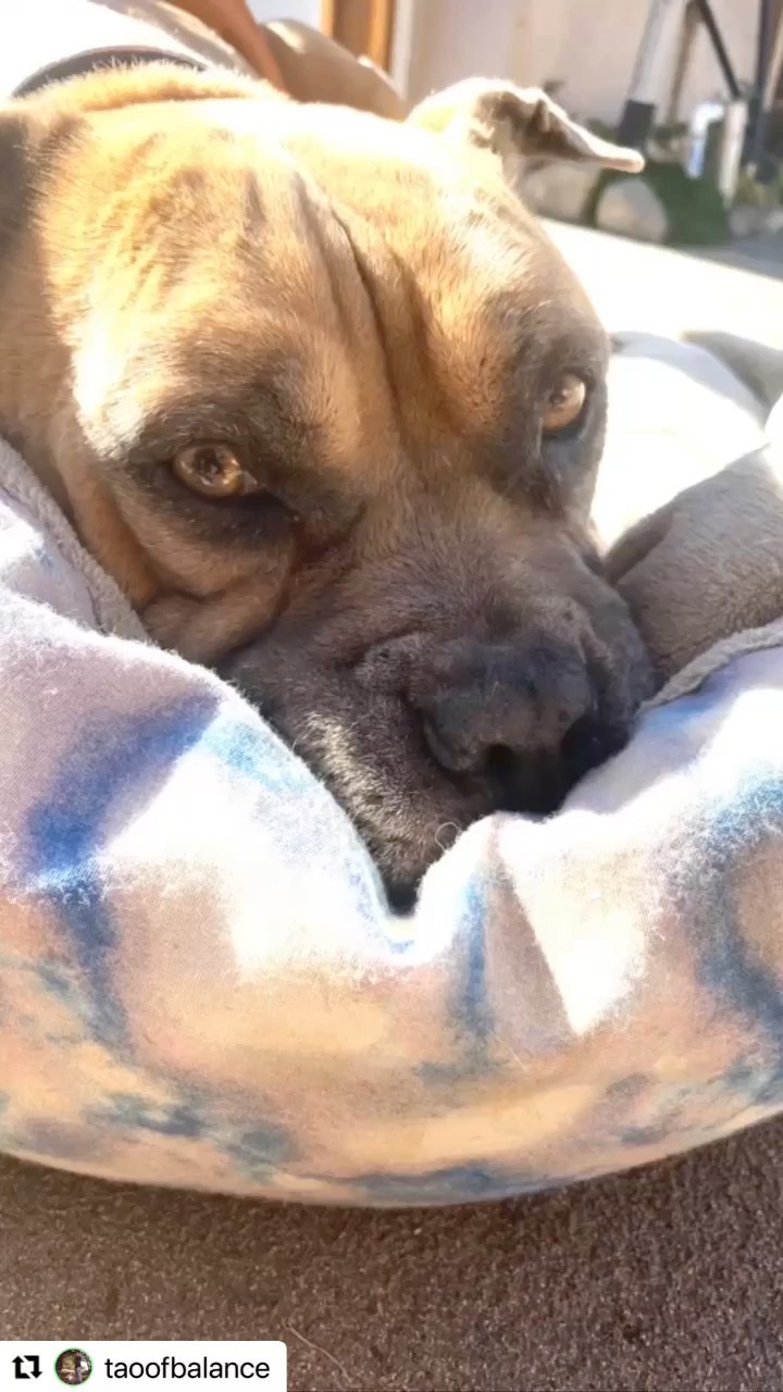 Old man Gordon is running free now🌈🕊🐕 We knew he would be a hospice when we rescued him, but of course it’s never easy when it’s time to say goodbye💔 We could not be more thankful that he got to spend the time he had left with Ben. It takes a very special human to foster a hospice dog. We love you Ben. Thank you for filling his time with so much love and adventure🌈💙🕊. <a target='_blank' href='https://www.instagram.com/explore/tags/Repost/'>#Repost</a> @taoofbalance 
・・・
Took me several days to figure out the words to put together for Gordon. 
Even though he was doing fantastic and acting like a young pup again, his Earth body went downhill really fast and we had to make the choice to let him run around with former pack members pain free <a target='_blank' href='https://www.instagram.com/explore/tags/RunInPeace/'>#RunInPeace</a> 🌈 @underdogheroes_