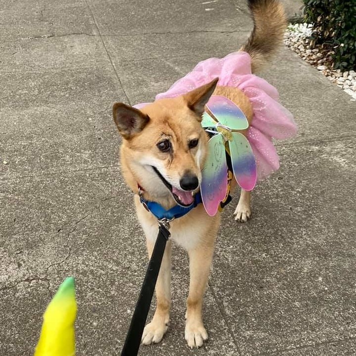 How is Nancy still here?! This sweet girl is a HUGE people person! She absolutely loves affection, is so sweet with children, gets along with other dogs, does well in all social situations, walks well on leash, and would be the perfect addition to any home!! Come meet Nancy today and find out just how special she is!! 
.
.
.
<a target='_blank' href='https://www.instagram.com/explore/tags/dog/'>#dog</a> <a target='_blank' href='https://www.instagram.com/explore/tags/dogs/'>#dogs</a> <a target='_blank' href='https://www.instagram.com/explore/tags/dogsofinstagram/'>#dogsofinstagram</a> <a target='_blank' href='https://www.instagram.com/explore/tags/shelterdog/'>#shelterdog</a> <a target='_blank' href='https://www.instagram.com/explore/tags/rescuedog/'>#rescuedog</a> <a target='_blank' href='https://www.instagram.com/explore/tags/adoptable/'>#adoptable</a> <a target='_blank' href='https://www.instagram.com/explore/tags/adopt/'>#adopt</a> <a target='_blank' href='https://www.instagram.com/explore/tags/adoptdontshop/'>#adoptdontshop</a> <a target='_blank' href='https://www.instagram.com/explore/tags/adoptme/'>#adoptme</a> <a target='_blank' href='https://www.instagram.com/explore/tags/adoptadog/'>#adoptadog</a> <a target='_blank' href='https://www.instagram.com/explore/tags/mendocinocoasthumanesociety/'>#mendocinocoasthumanesociety</a> <a target='_blank' href='https://www.instagram.com/explore/tags/humanesociety/'>#humanesociety</a> <a target='_blank' href='https://www.instagram.com/explore/tags/rescue/'>#rescue</a> <a target='_blank' href='https://www.instagram.com/explore/tags/rescuedismyfavoritebreed/'>#rescuedismyfavoritebreed</a> <a target='_blank' href='https://www.instagram.com/explore/tags/dogrescue/'>#dogrescue</a> <a target='_blank' href='https://www.instagram.com/explore/tags/shelter/'>#shelter</a> <a target='_blank' href='https://www.instagram.com/explore/tags/cute/'>#cute</a> <a target='_blank' href='https://www.instagram.com/explore/tags/adorable/'>#adorable</a> <a target='_blank' href='https://www.instagram.com/explore/tags/mendocino/'>#mendocino</a> <a target='_blank' href='https://www.instagram.com/explore/tags/mendocinocoast/'>#mendocinocoast</a> <a target='_blank' href='https://www.instagram.com/explore/tags/fortbragg/'>#fortbragg</a> <a target='_blank' href='https://www.instagram.com/explore/tags/fortbraggca/'>#fortbraggca</a> <a target='_blank' href='https://www.instagram.com/explore/tags/humanesociety/'>#humanesociety</a> <a target='_blank' href='https://www.instagram.com/explore/tags/northcoast/'>#northcoast</a> <a target='_blank' href='https://www.instagram.com/explore/tags/northerncalifornia/'>#northerncalifornia</a>