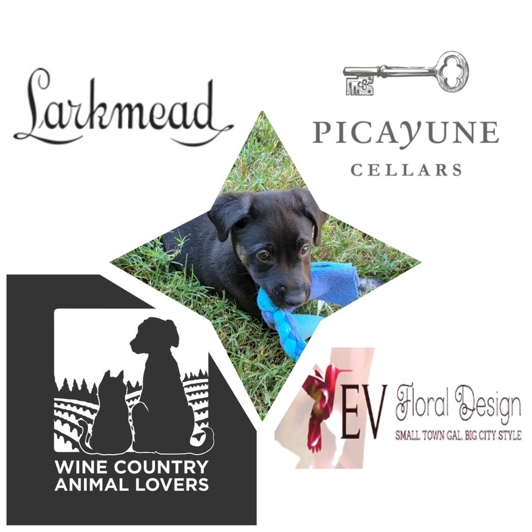 In honor of <a target='_blank' href='https://www.instagram.com/explore/tags/SmallBusinessSaturday/'>#SmallBusinessSaturday</a> we want to thank all the generous local businesses who have donated raffle prizes for WCAL's 2021 holiday fundraising campaign with Napa Valley CanDo's GiveGuide! Please be sure to thank them for supporting Wine Country Animal Lovers while you are out shopping today in Calistoga! Together we can do big things for animals and it's a wonderful feeling to know we have the support of our whole community 🐾

https://www.candogiveguide.org/

<a target='_blank' href='https://www.instagram.com/explore/tags/ShopLocal/'>#ShopLocal</a> <a target='_blank' href='https://www.instagram.com/explore/tags/ShopSmall/'>#ShopSmall</a> <a target='_blank' href='https://www.instagram.com/explore/tags/CommunitySupport/'>#CommunitySupport</a>