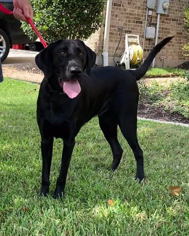 This week we've been letting the dogs tell their own story! Here's Jimmy!

My name is Jimmy. I am named after a nice man who was important in the Joshua Fund. I am one of the lucky ones. I got taken in by the Joshua Fund and have already been matched with a forever family in NY. I live to go for walks! My foster parents take me out at least once a day, and I walk very well on a leash. I’m good at retrieving a tennis ball and can run like the wind! And, of course, I love breakfast and dinner. I am very smart and have learned to ring the bells on the back door to go outside. I’m certain I can be taught almost anything. Thank you, Joshua Fund, for taking me in and finding me my forever home. I hope you find great homes for all the other dogs like me who are just waiting for a family who will love us as much as we love them!

❤️ The Joshua Fund Dog Rescue is a registered 501(c)(3) nonprofit organization. We are an all-volunteer organization and rely solely on donations to save dogs like this from high-kill shelters and put them in forever homes. Thank you for helping us save lives! ⁠❤️
-
-
-
<a target='_blank' href='https://www.instagram.com/explore/tags/joshuafunddogs/'>#joshuafunddogs</a> <a target='_blank' href='https://www.instagram.com/explore/tags/rescue/'>#rescue</a> <a target='_blank' href='https://www.instagram.com/explore/tags/rescuedogs/'>#rescuedogs</a> <a target='_blank' href='https://www.instagram.com/explore/tags/rescuedogsofinstagram/'>#rescuedogsofinstagram</a> <a target='_blank' href='https://www.instagram.com/explore/tags/rescuedisthebestbreed/'>#rescuedisthebestbreed</a> <a target='_blank' href='https://www.instagram.com/explore/tags/adoptdontshop/'>#adoptdontshop</a> <a target='_blank' href='https://www.instagram.com/explore/tags/dogsofinstagram/'>#dogsofinstagram</a> <a target='_blank' href='https://www.instagram.com/explore/tags/doglovers/'>#doglovers</a> <a target='_blank' href='https://www.instagram.com/explore/tags/adoptadog/'>#adoptadog</a> <a target='_blank' href='https://www.instagram.com/explore/tags/loveofdogs/'>#loveofdogs</a> <a target='_blank' href='https://www.instagram.com/explore/tags/nonprofit/'>#nonprofit</a> <a target='_blank' href='https://www.instagram.com/explore/tags/dogs/'>#dogs</a> <a target='_blank' href='https://www.instagram.com/explore/tags/shelterdog/'>#shelterdog</a> <a target='_blank' href='https://www.instagram.com/explore/tags/mansbestfriend/'>#mansbestfriend</a> <a target='_blank' href='https://www.instagram.com/explore/tags/petadoption/'>#petadoption</a> <a target='_blank' href='https://www.instagram.com/explore/tags/adoptme/'>#adoptme</a> <a target='_blank' href='https://www.instagram.com/explore/tags/dogoftheday/'>#dogoftheday</a> <a target='_blank' href='https://www.instagram.com/explore/tags/shelterdog/'>#shelterdog</a> <a target='_blank' href='https://www.instagram.com/explore/tags/rescuepetsofinstagram/'>#rescuepetsofinstagram</a> <a target='_blank' href='https://www.instagram.com/explore/tags/fosterdog/'>#fosterdog</a> <a target='_blank' href='https://www.instagram.com/explore/tags/fosterdogsofinstagram/'>#fosterdogsofinstagram</a> <a target='_blank' href='https://www.instagram.com/explore/tags/labsofinstagram/'>#labsofinstagram</a> <a target='_blank' href='https://www.instagram.com/explore/tags/labradorretriever/'>#labradorretriever</a>